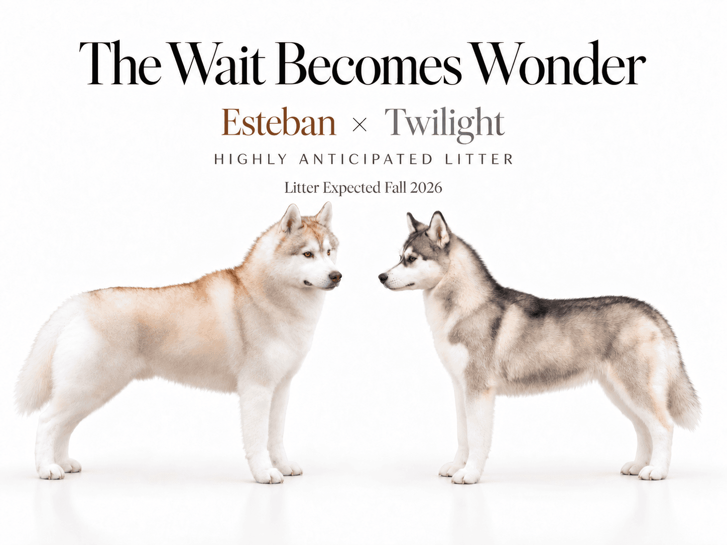The Wait Becomes Wonder: original Esteban × Twilight litter announcement featuring both parents