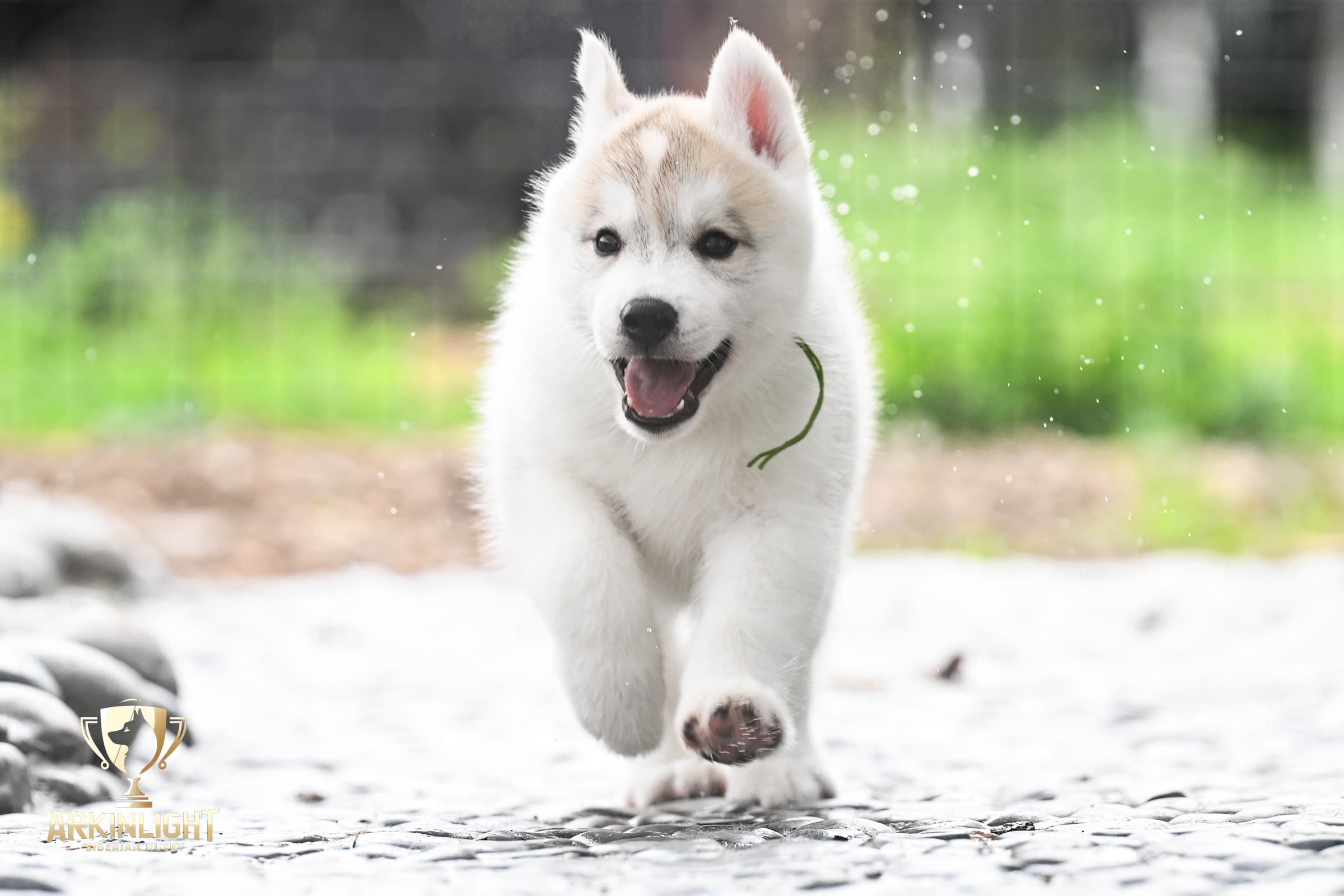 Arkinlight's Golden Horizon male Siberian Husky puppy outdoor photo 1