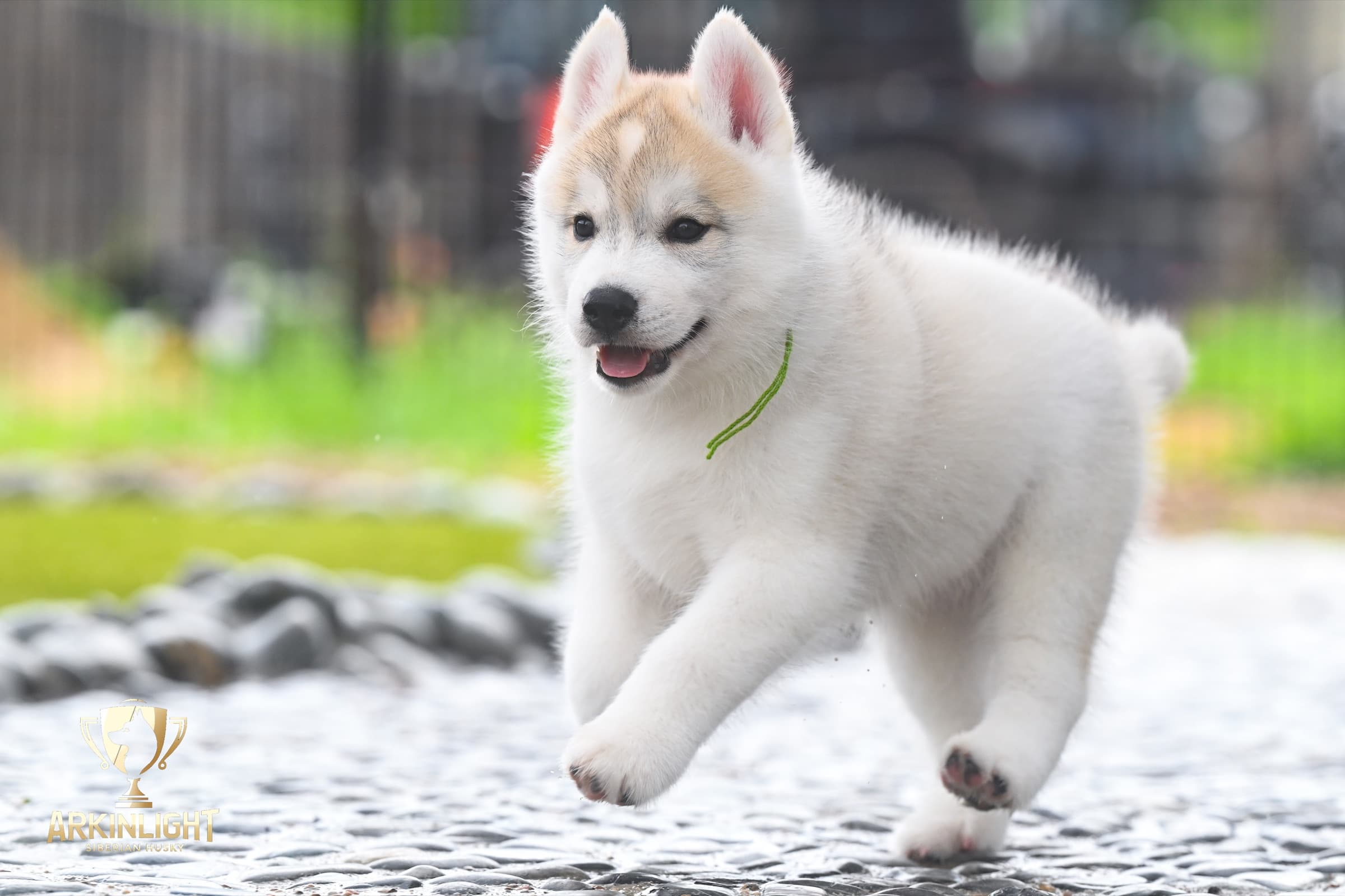 Arkinlight's Golden Horizon male Siberian Husky puppy outdoor photo 2