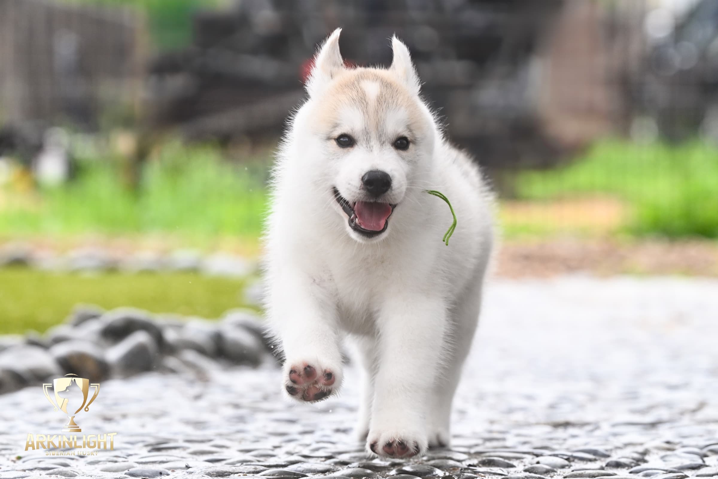 Arkinlight's Golden Horizon male Siberian Husky puppy outdoor photo 3