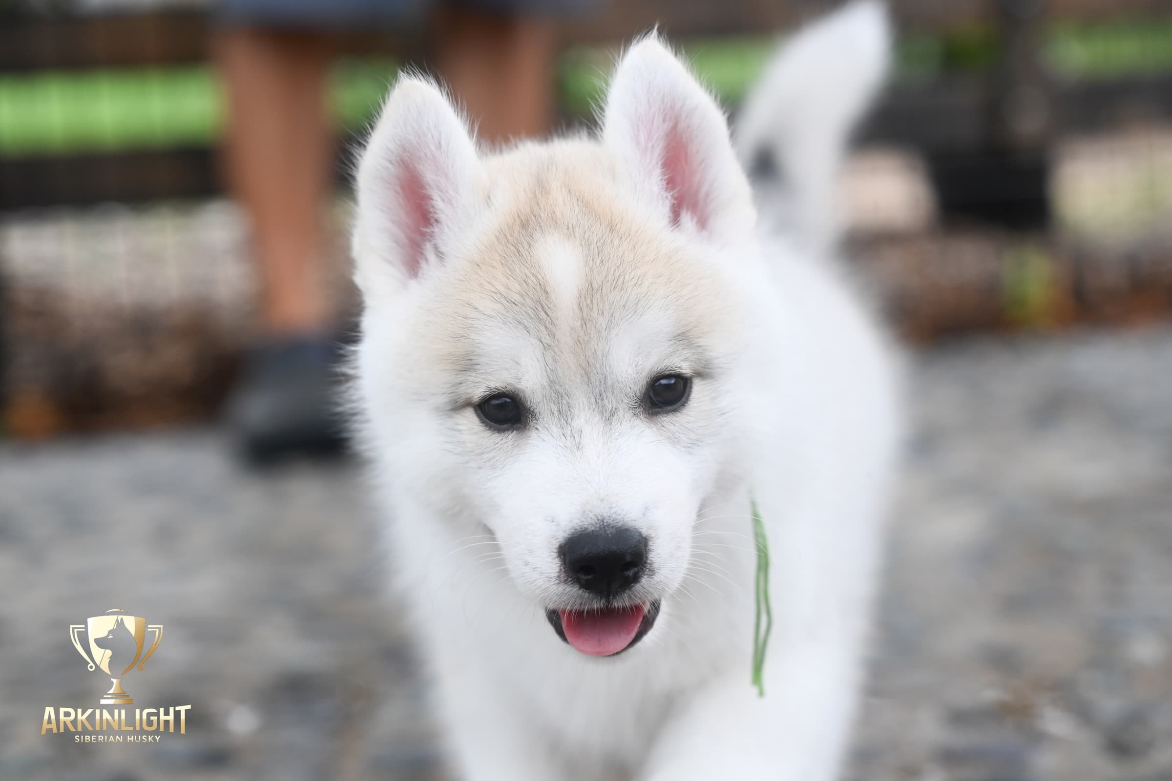 Arkinlight's Golden Horizon male Siberian Husky puppy outdoor photo 4