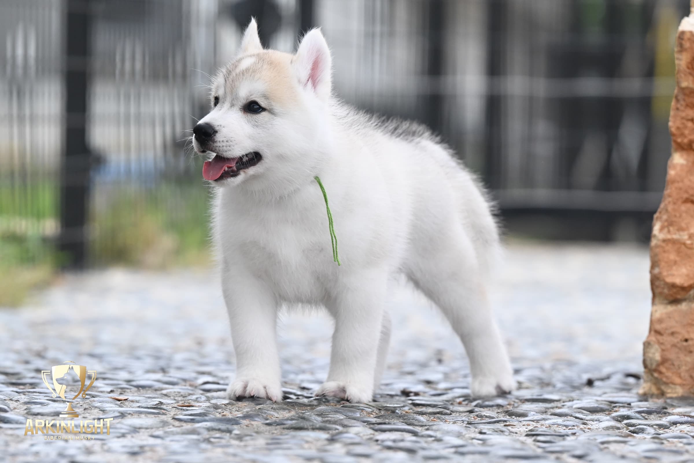 Arkinlight's Golden Horizon male Siberian Husky puppy outdoor photo 5