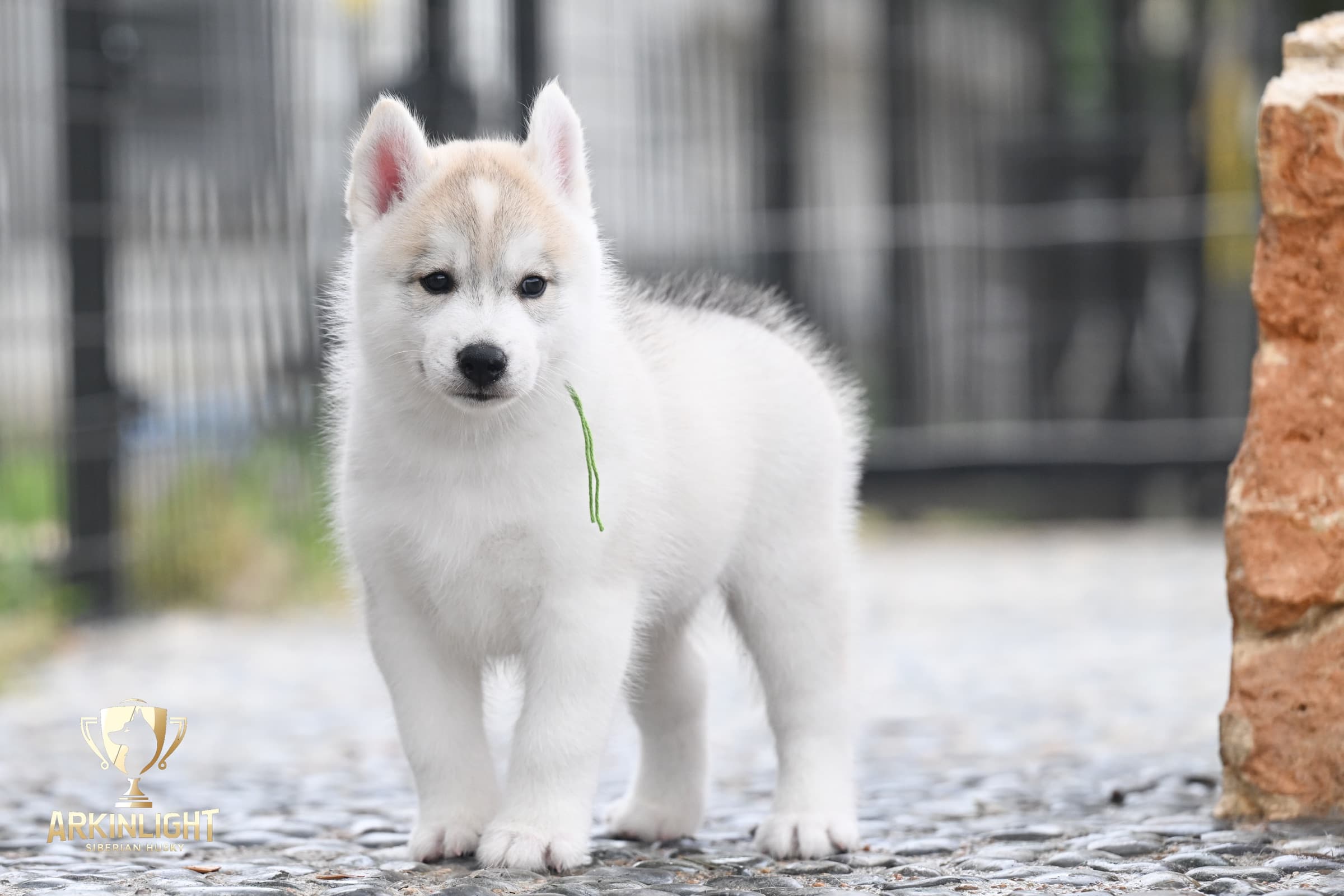 Arkinlight's Golden Horizon male Siberian Husky puppy outdoor photo 6