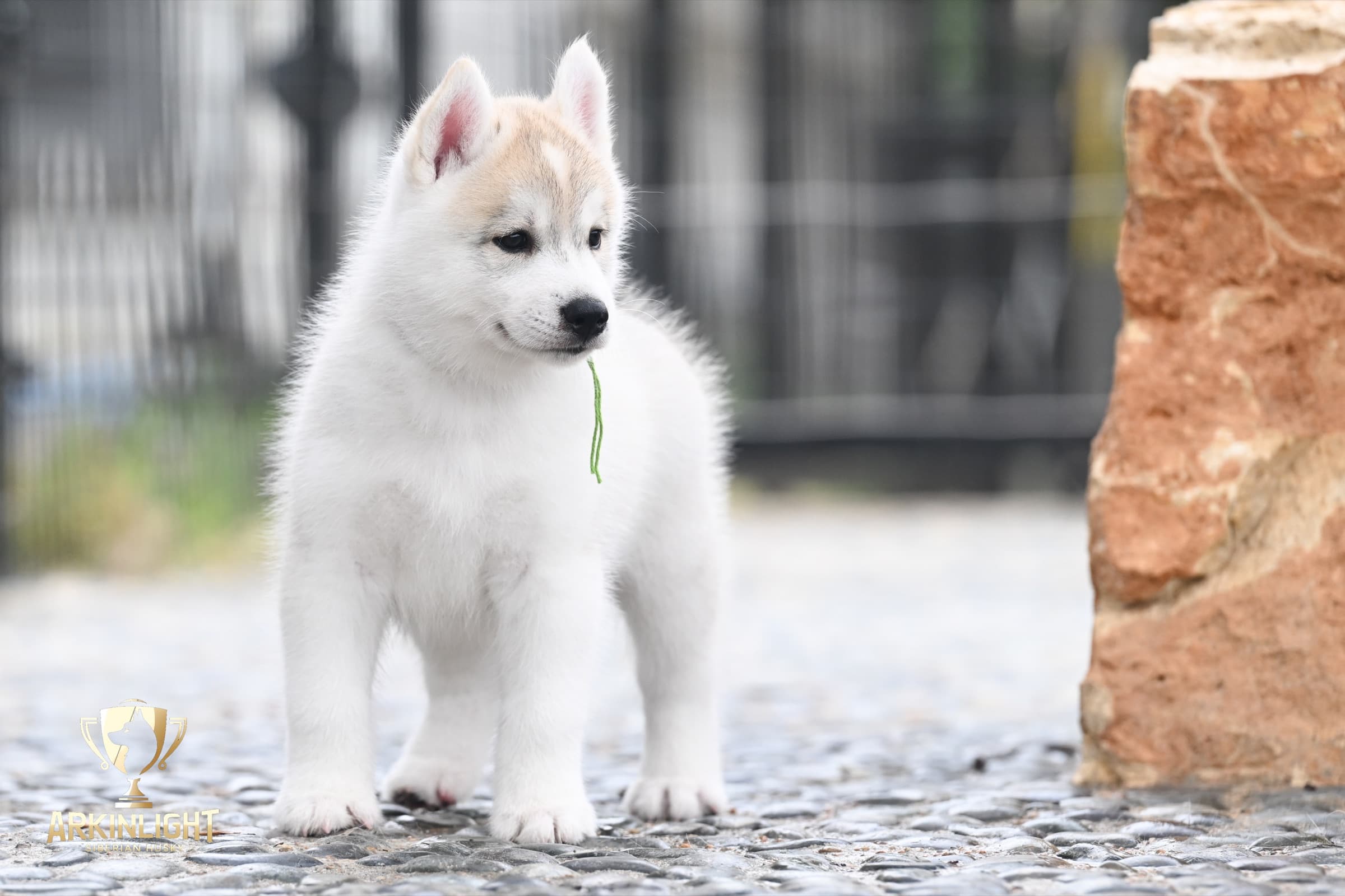 Arkinlight's Golden Horizon male Siberian Husky puppy outdoor photo 7