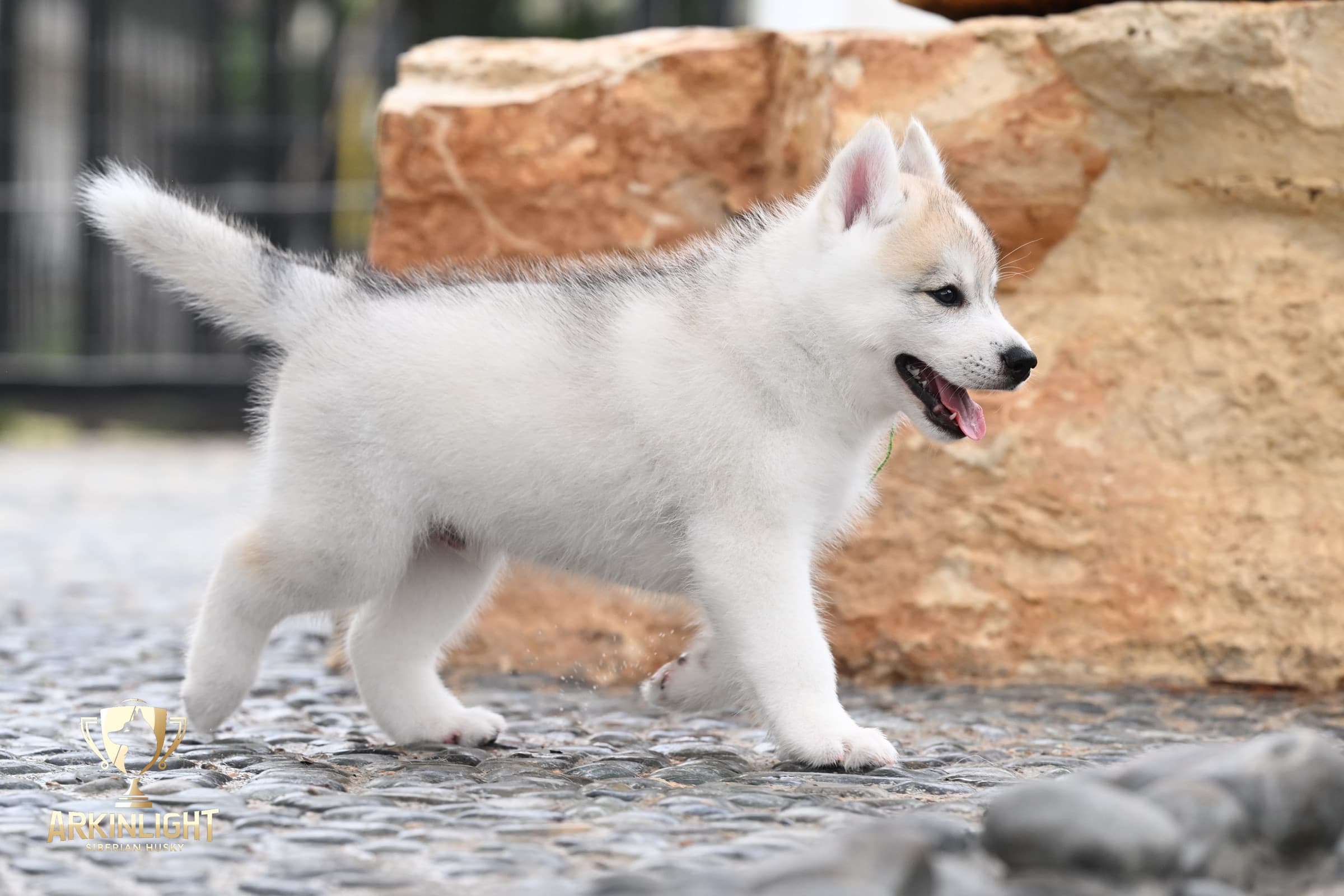 Arkinlight's Golden Horizon male Siberian Husky puppy outdoor photo 8