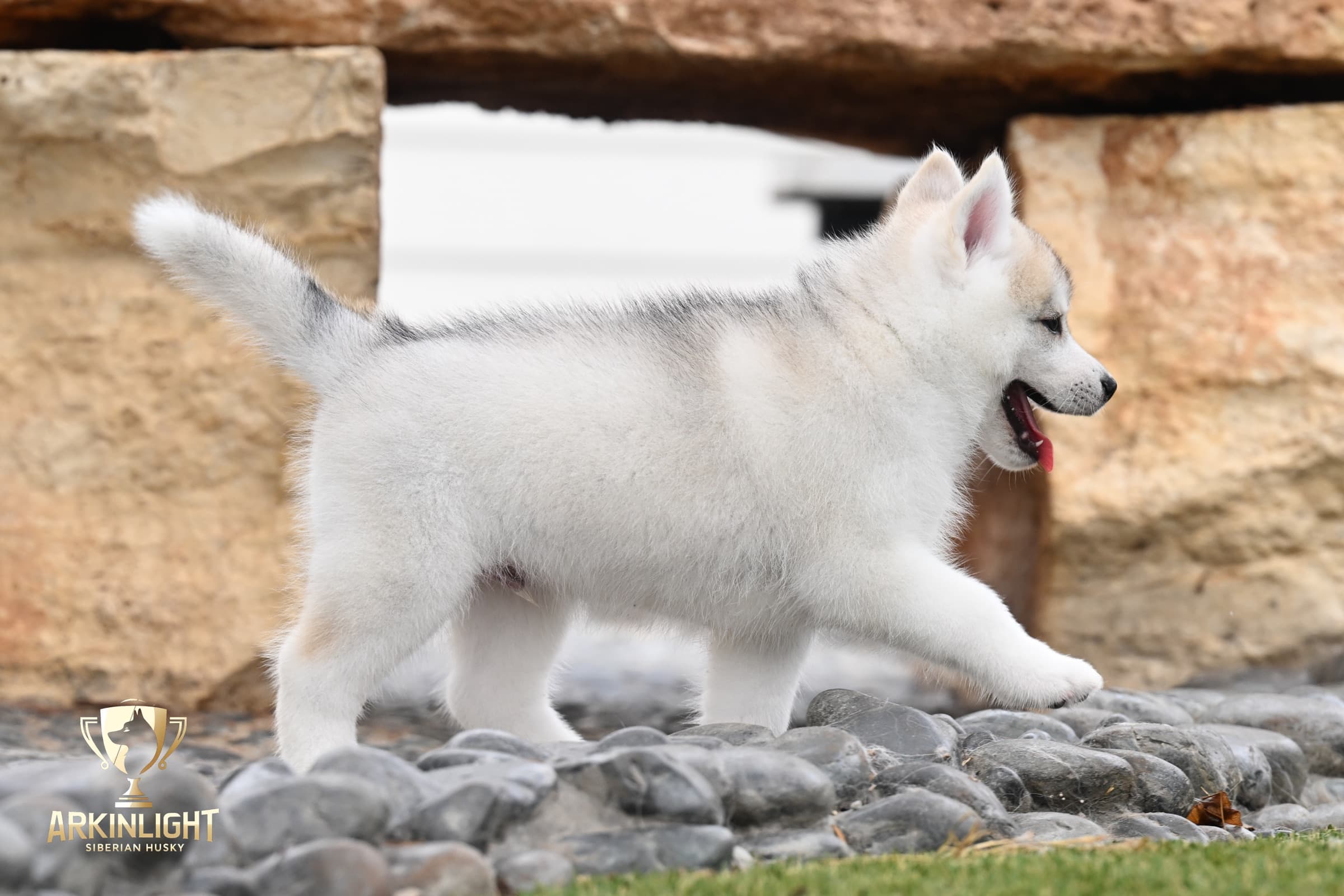 Arkinlight's Golden Horizon male Siberian Husky puppy outdoor photo 9