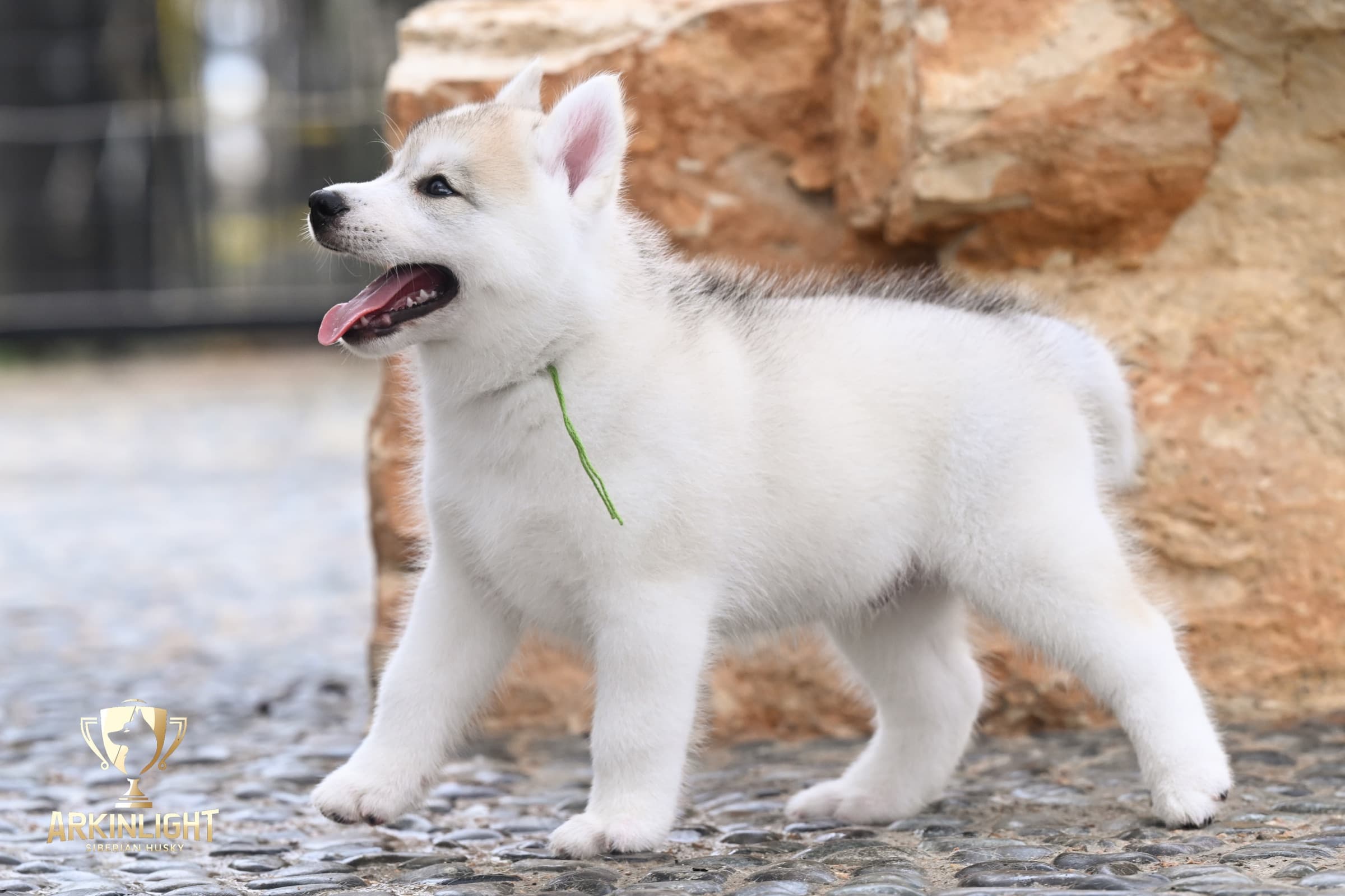 Arkinlight's Golden Horizon male Siberian Husky puppy outdoor photo 10
