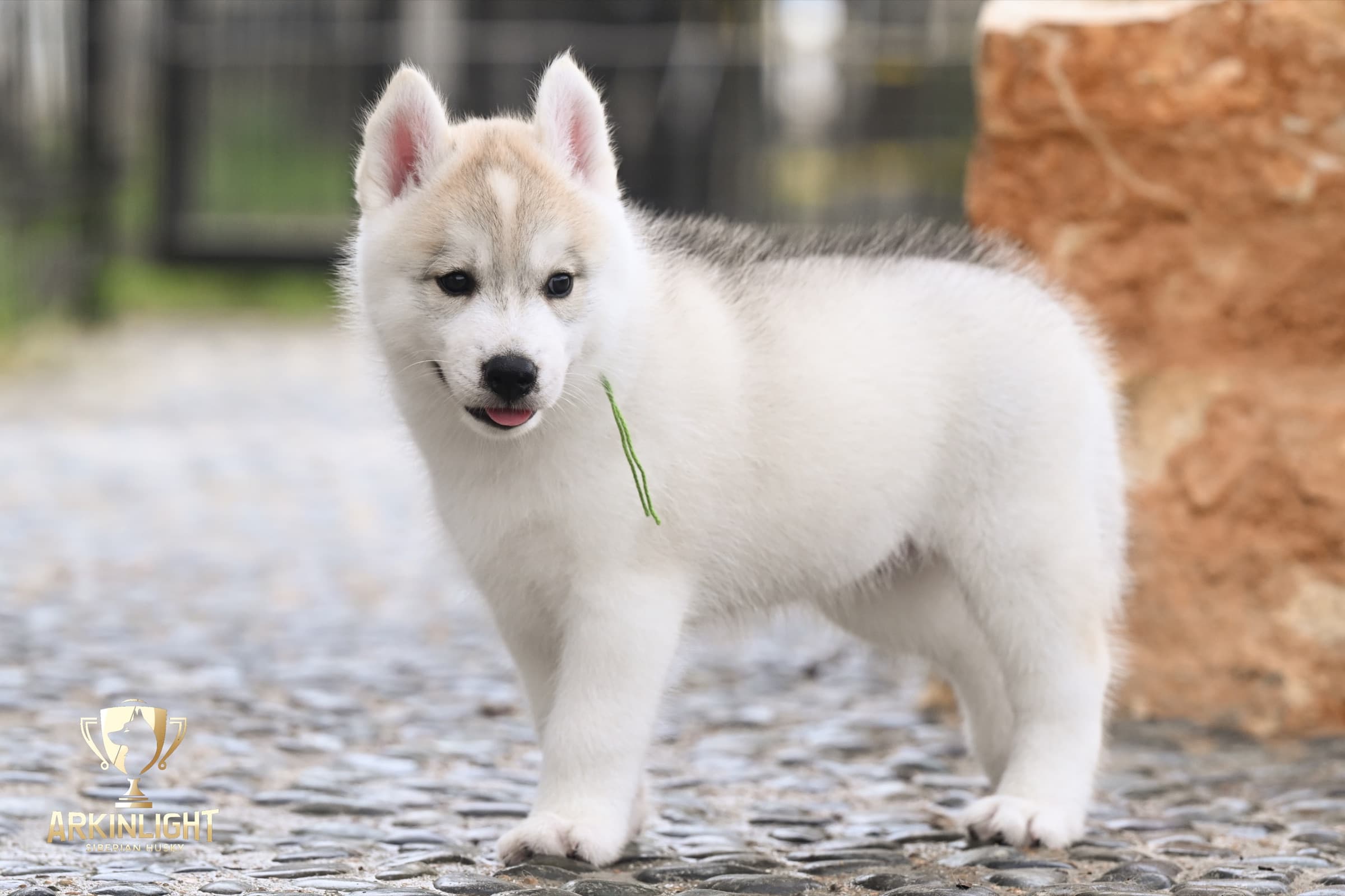 Arkinlight's Golden Horizon male Siberian Husky puppy outdoor photo 11