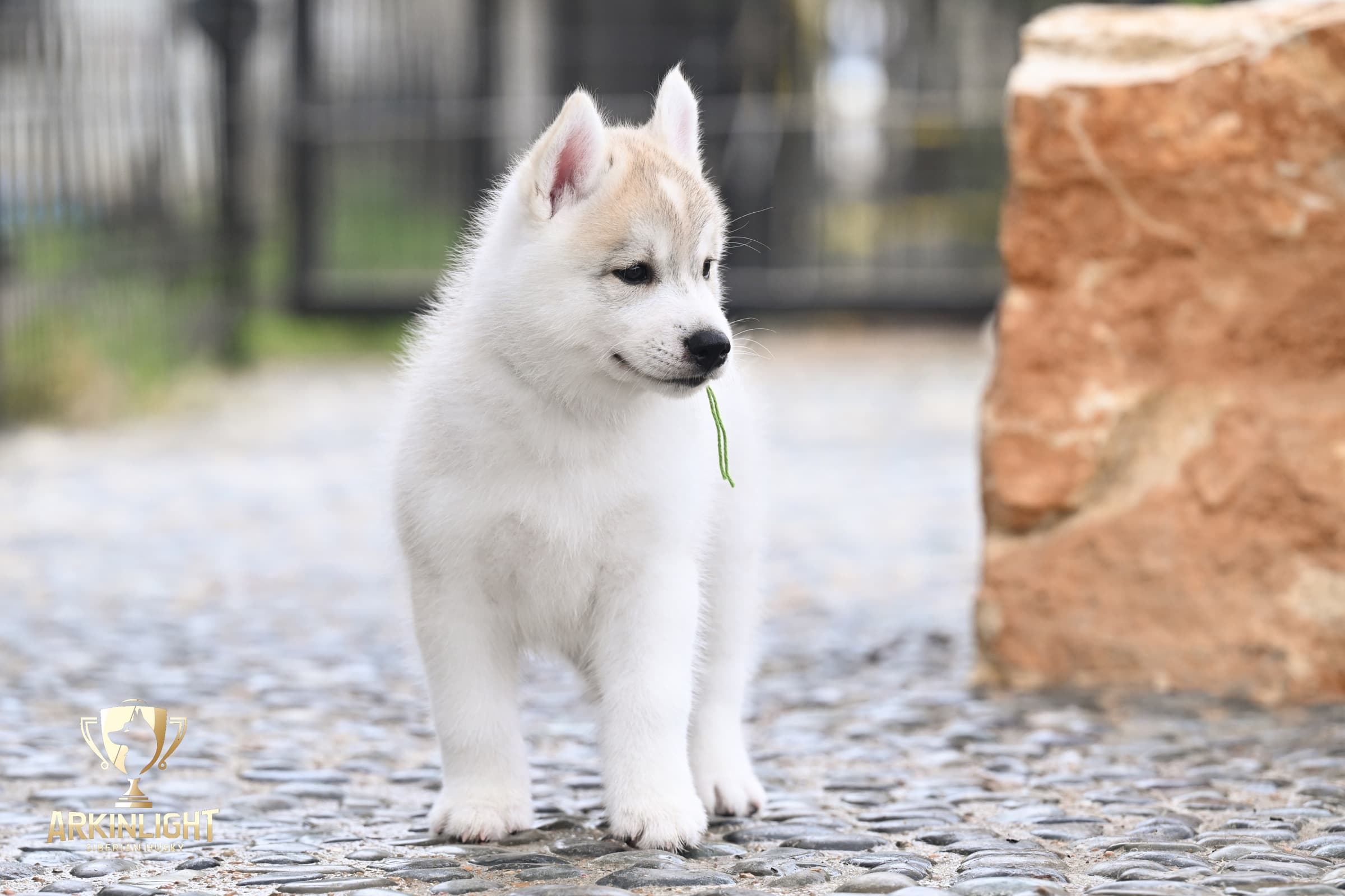 Arkinlight's Golden Horizon male Siberian Husky puppy outdoor photo 12