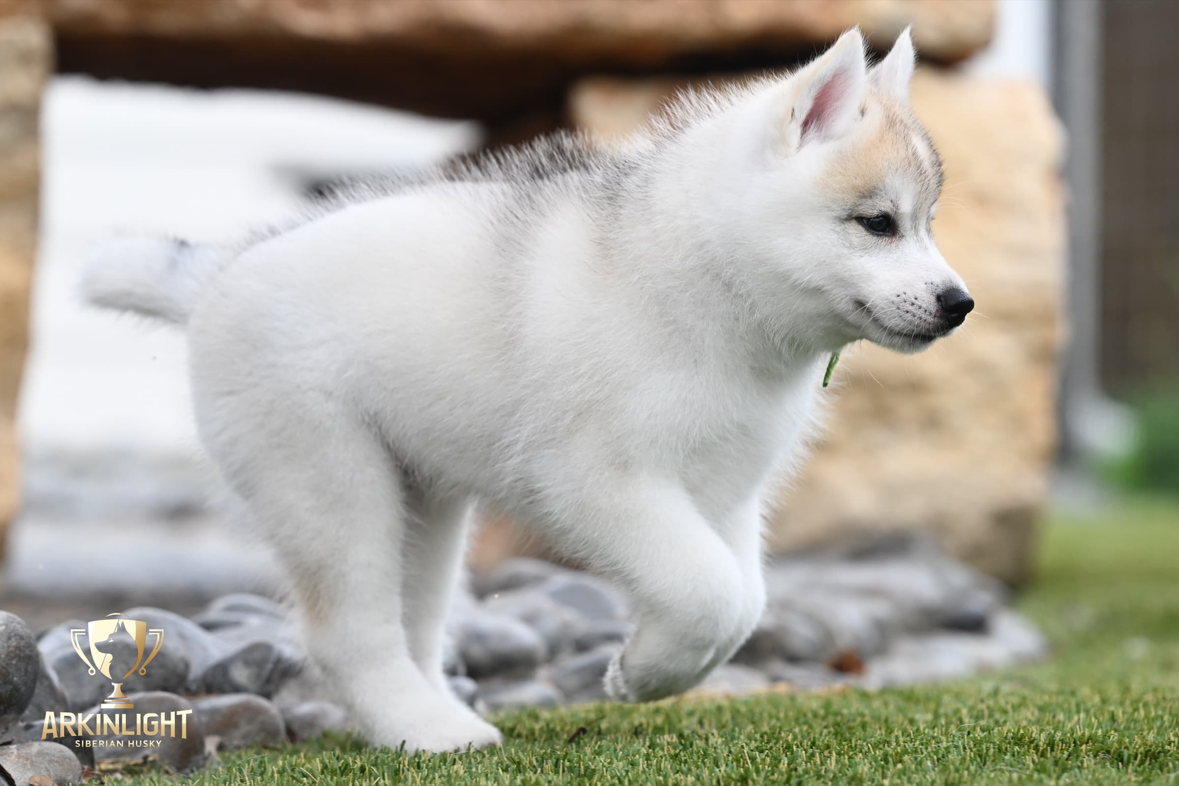 Arkinlight's Golden Horizon male Siberian Husky puppy outdoor photo 13