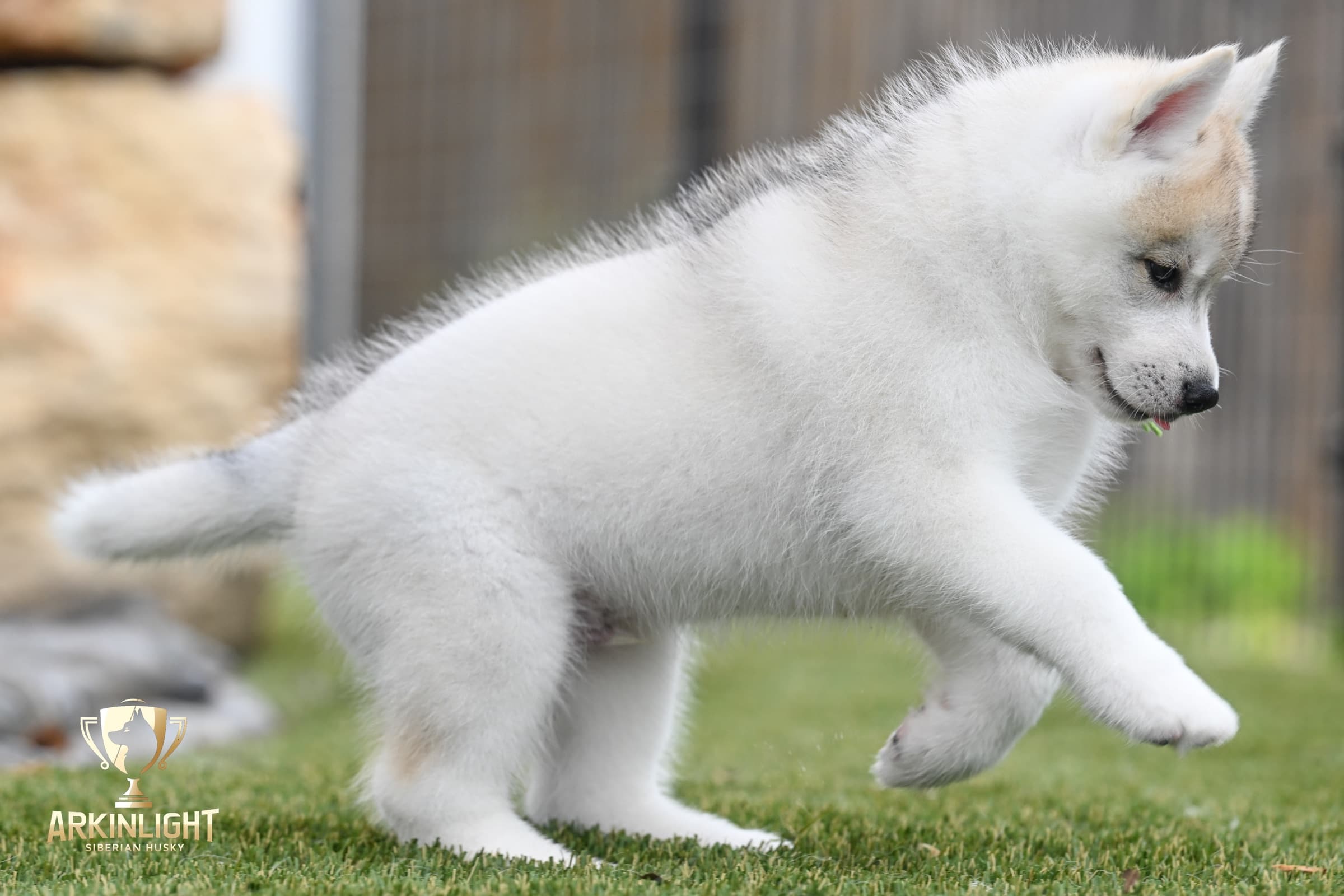 Arkinlight's Golden Horizon male Siberian Husky puppy outdoor photo 14