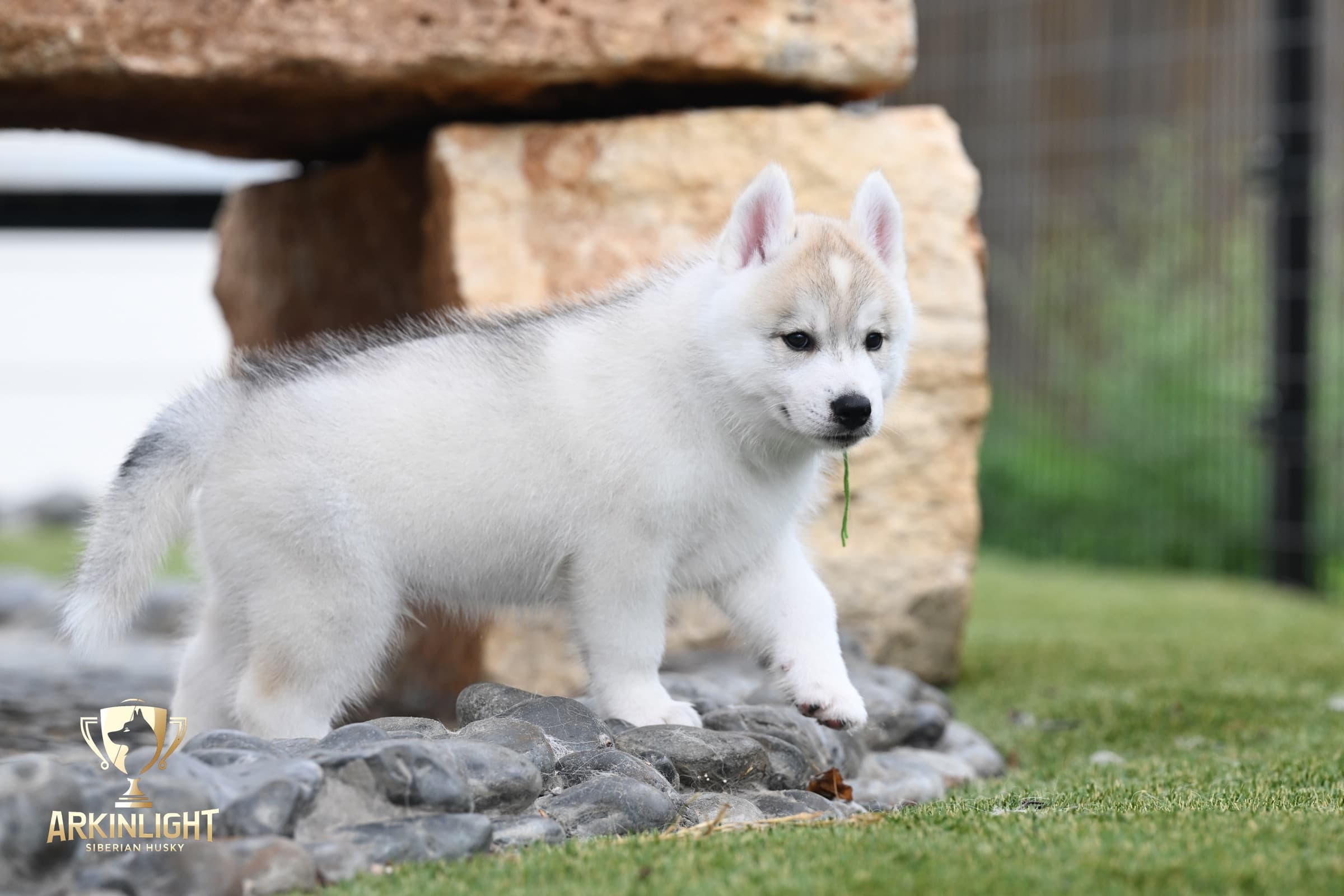 Arkinlight's Golden Horizon male Siberian Husky puppy outdoor photo 15