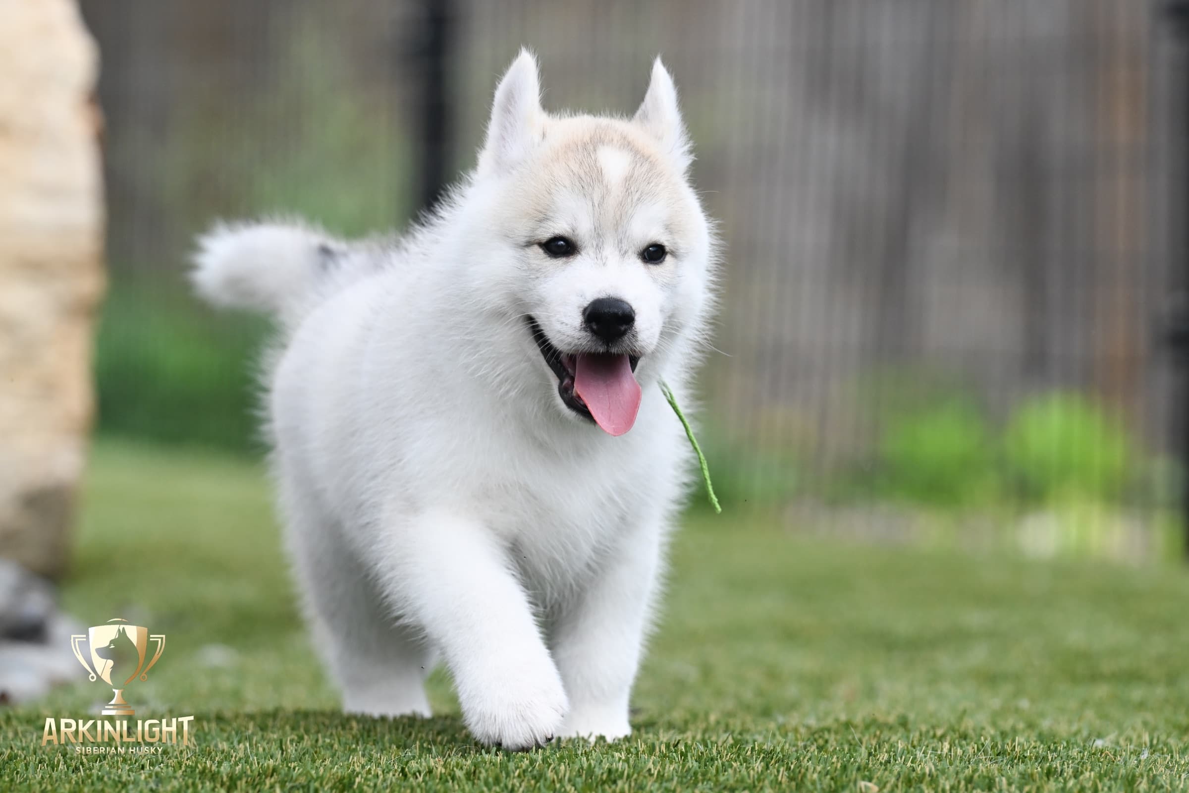 Arkinlight's Golden Horizon male Siberian Husky puppy outdoor photo 16