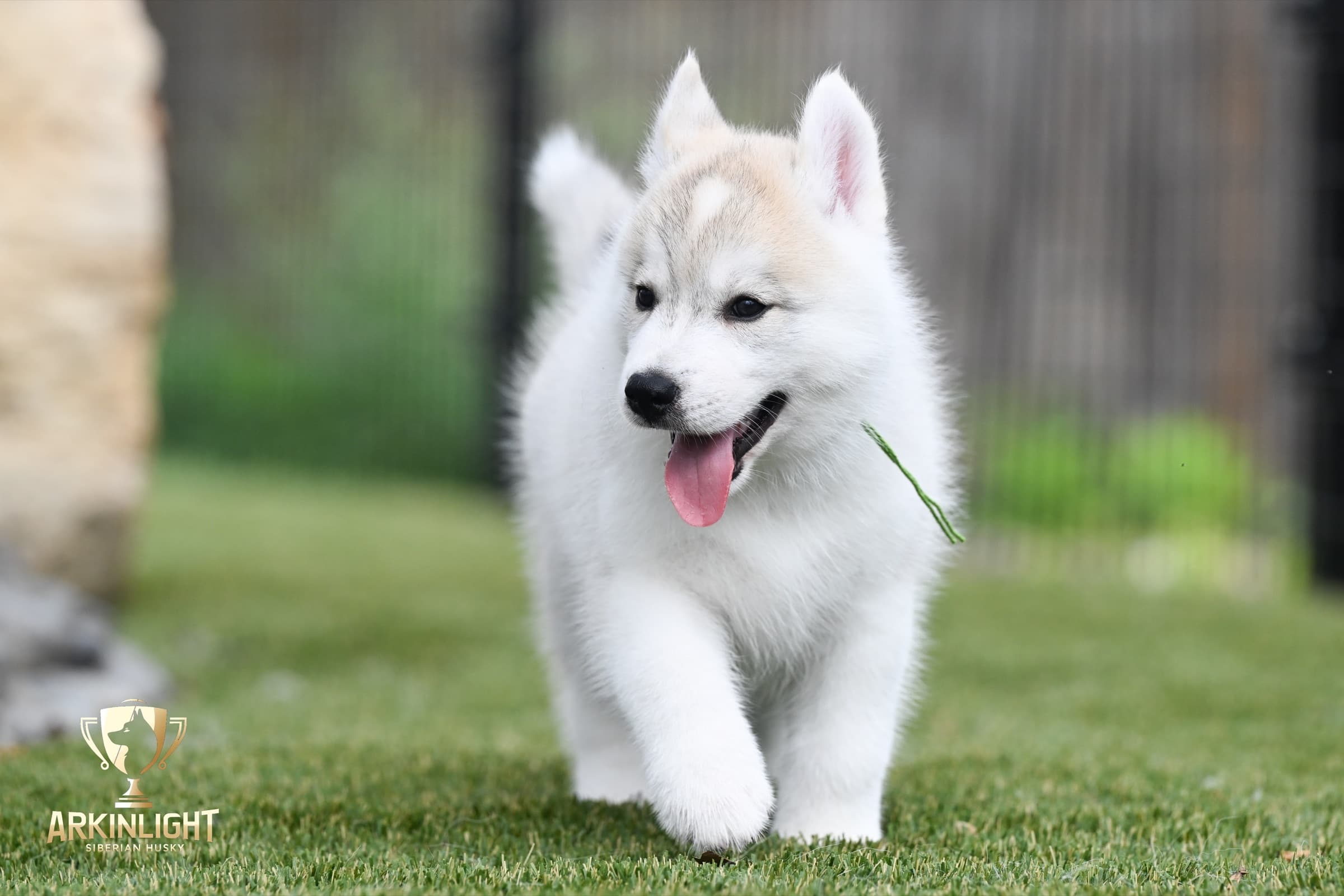 Arkinlight's Golden Horizon male Siberian Husky puppy outdoor photo 17