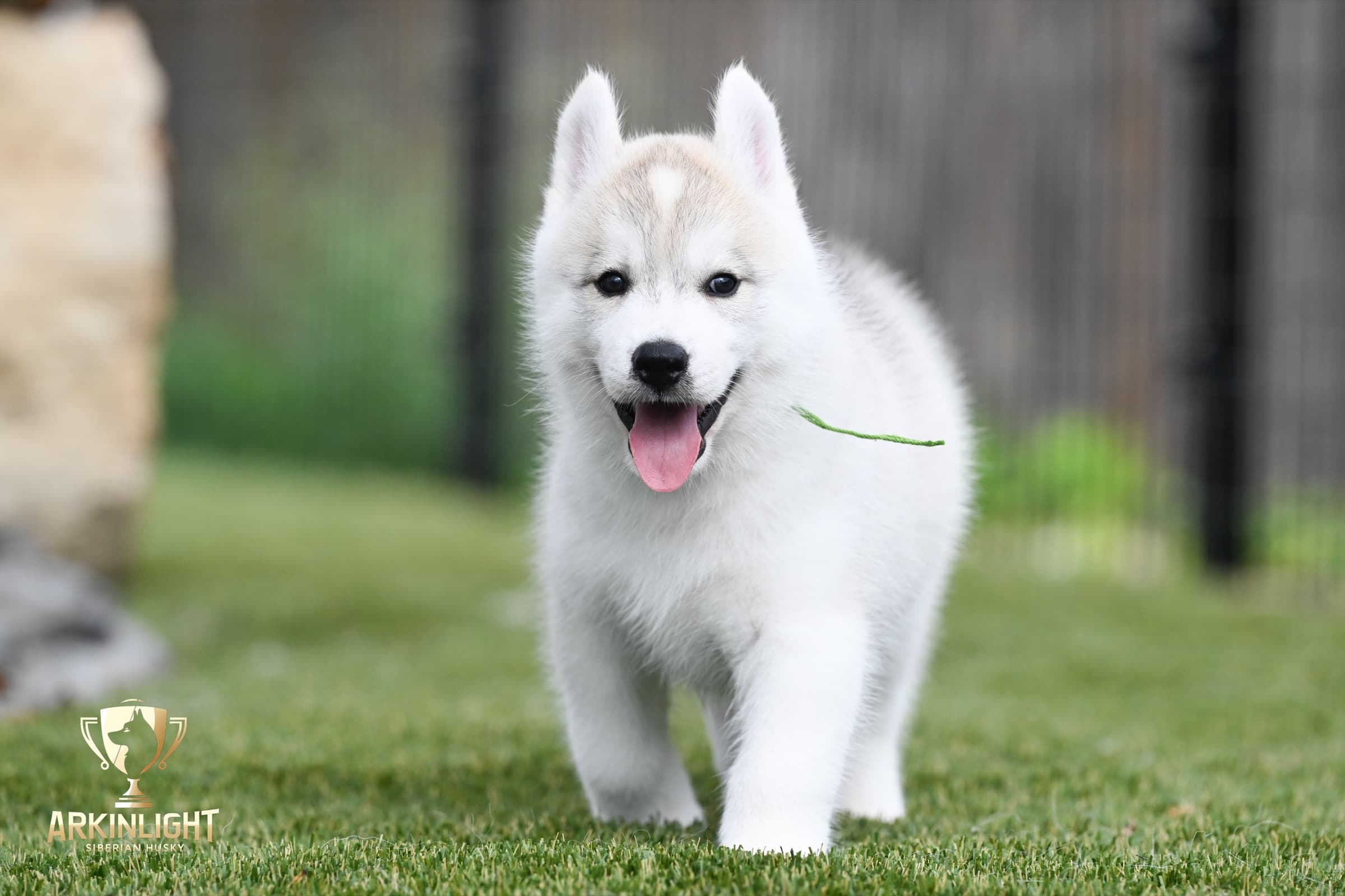 Arkinlight's Golden Horizon male Siberian Husky puppy outdoor photo 18