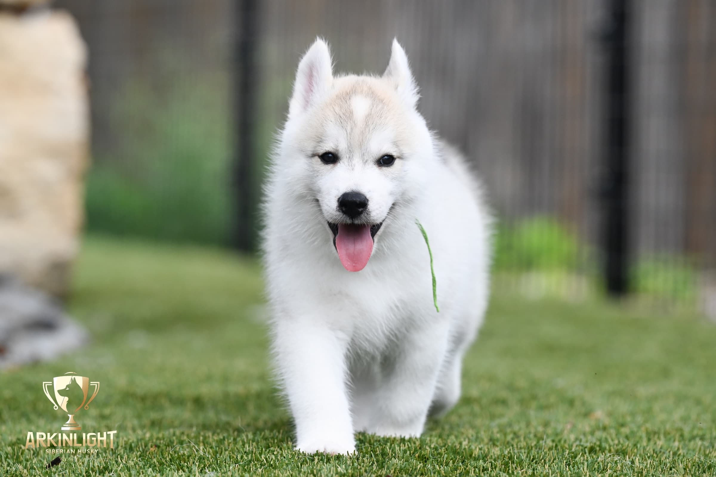 Arkinlight's Golden Horizon male Siberian Husky puppy outdoor photo 19