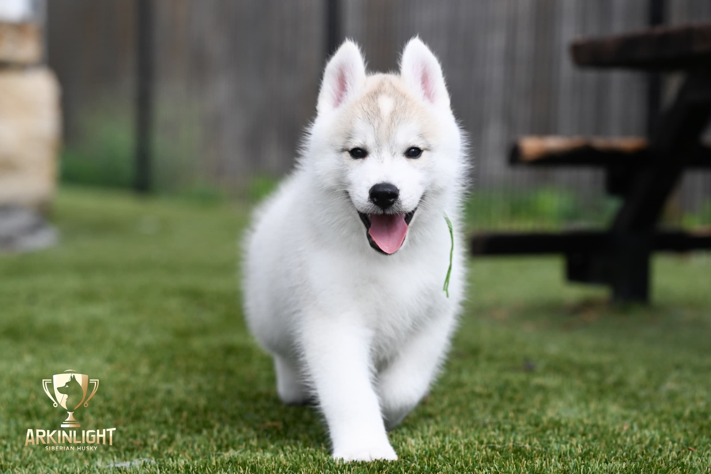 Arkinlight's Golden Horizon male Siberian Husky puppy outdoor photo 20