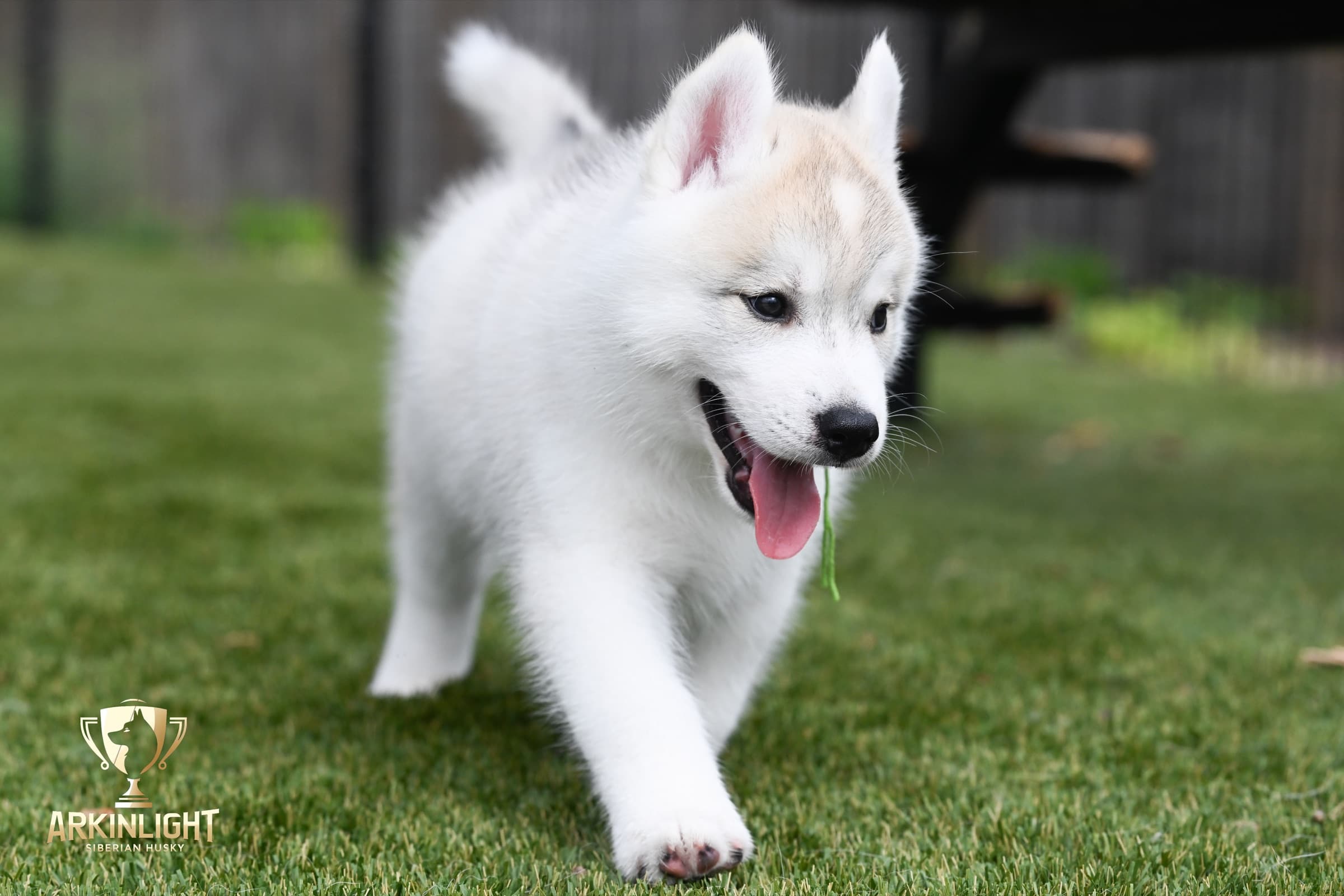 Arkinlight's Golden Horizon male Siberian Husky puppy outdoor photo 21