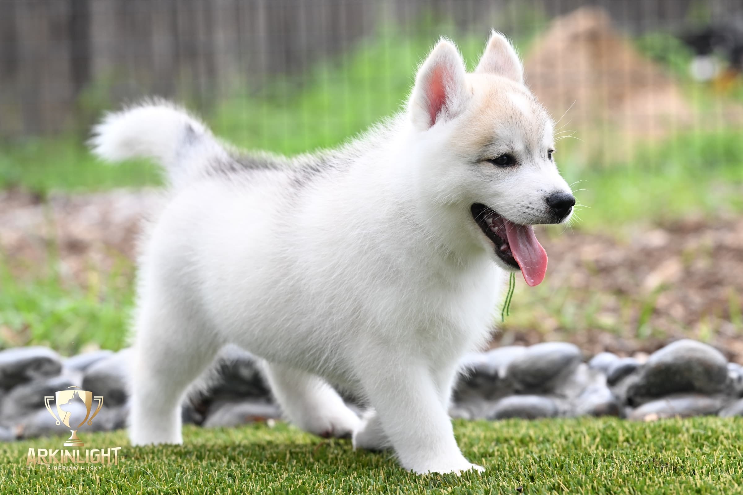 Arkinlight's Golden Horizon male Siberian Husky puppy outdoor photo 22