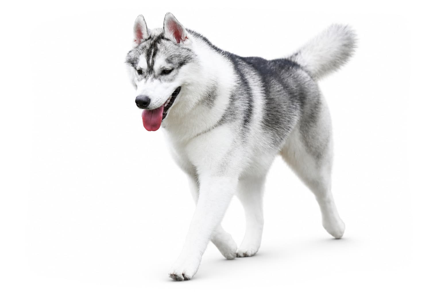 Gus, a gray and white Siberian Husky puppy, walking on a white background