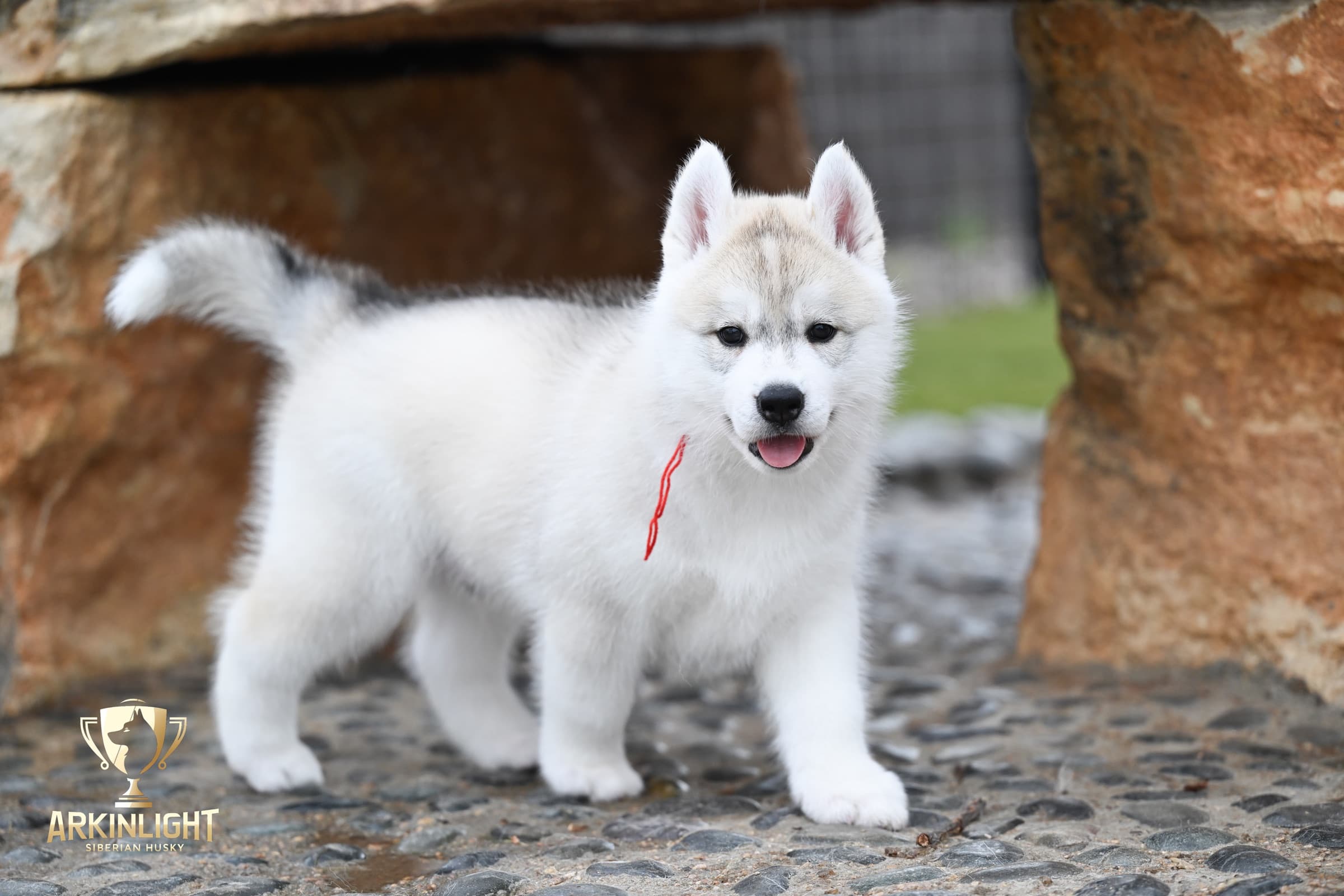 Arkinlight's Radiant Sunrise male Siberian Husky puppy outdoor photo 1