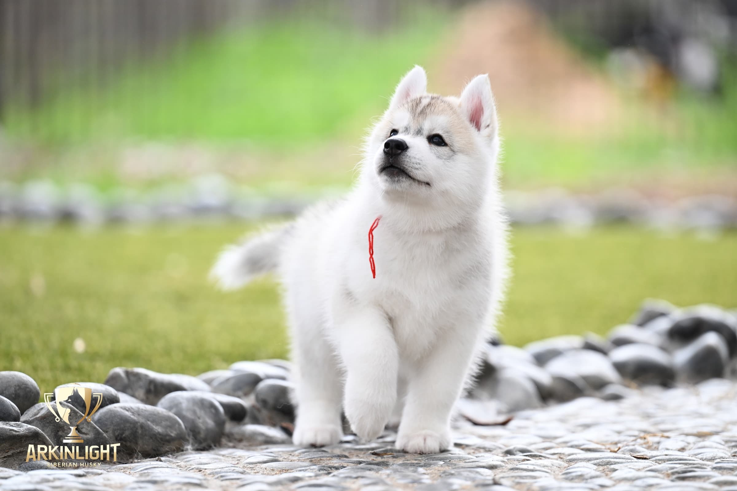 Arkinlight's Radiant Sunrise male Siberian Husky puppy outdoor photo 2