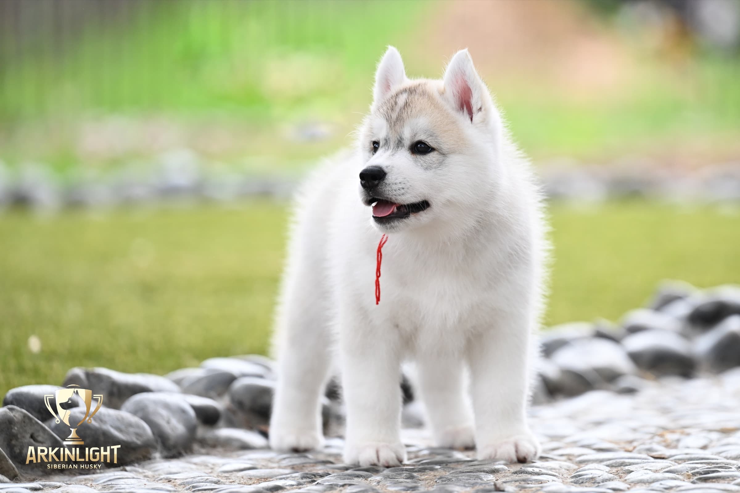 Arkinlight's Radiant Sunrise male Siberian Husky puppy outdoor photo 3
