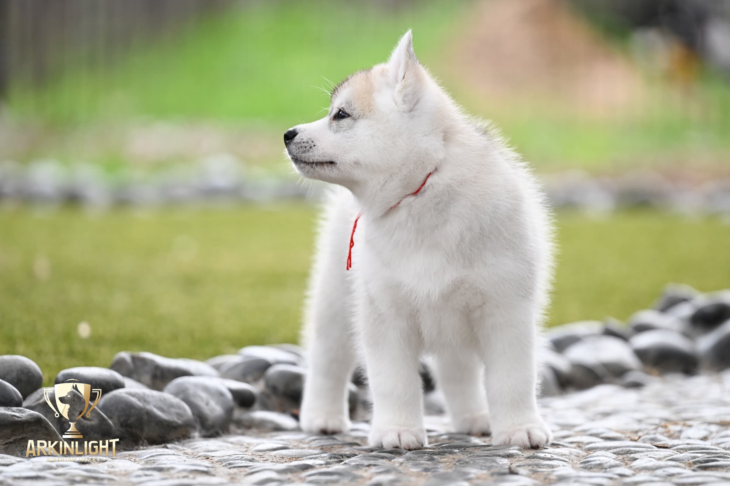 Arkinlight's Radiant Sunrise male Siberian Husky puppy outdoor photo 4