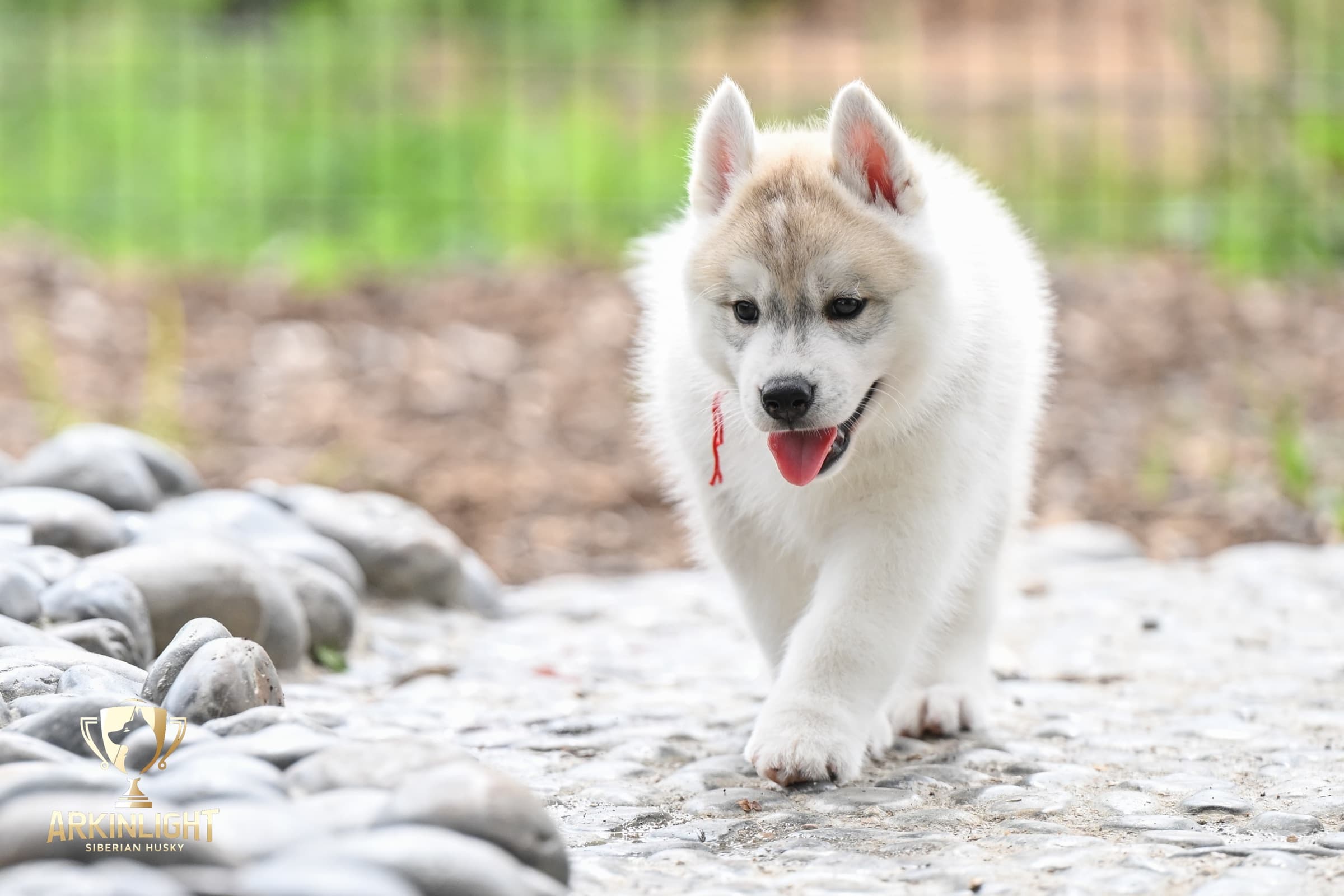 Arkinlight's Radiant Sunrise male Siberian Husky puppy outdoor photo 5