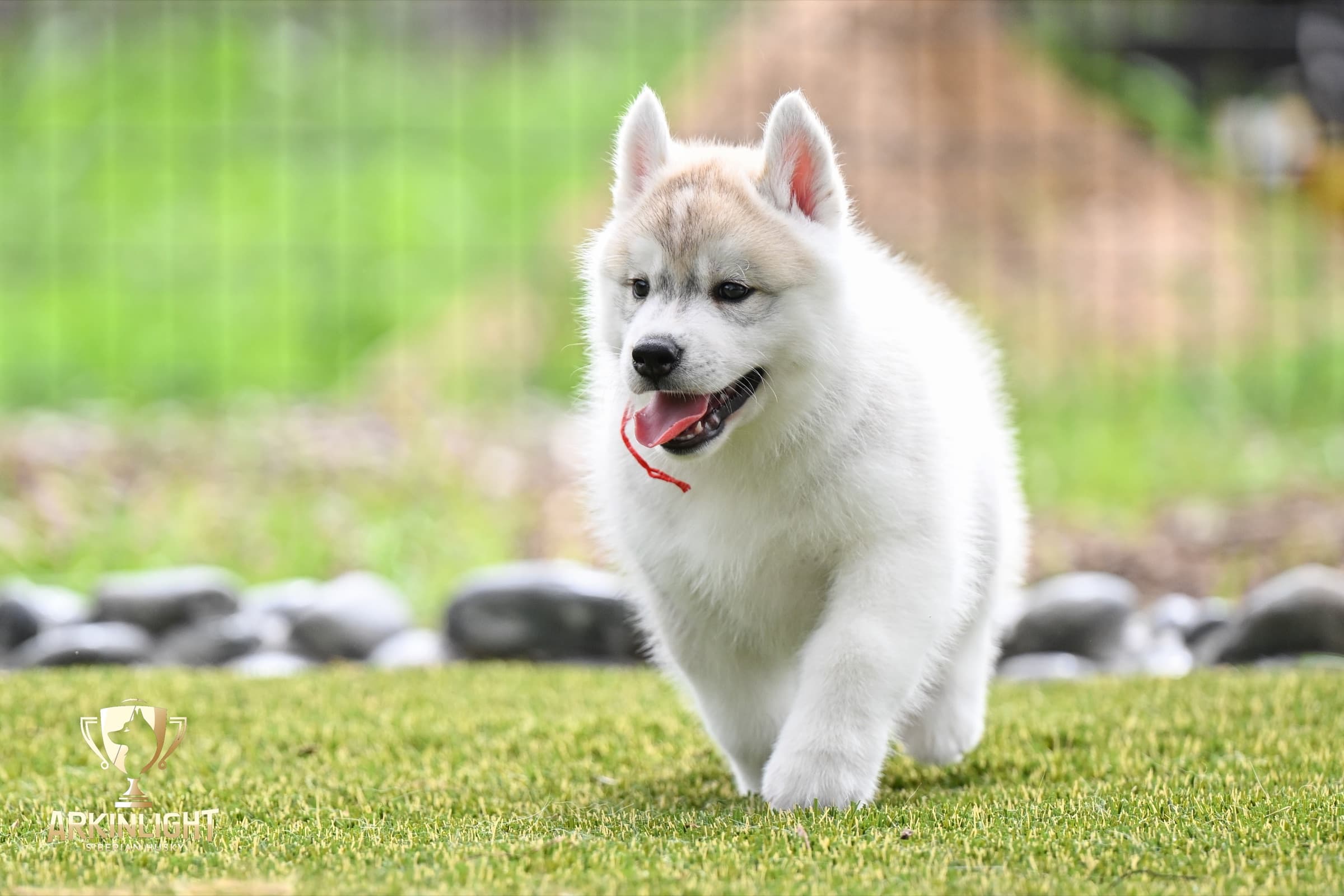 Arkinlight's Radiant Sunrise male Siberian Husky puppy outdoor photo 6