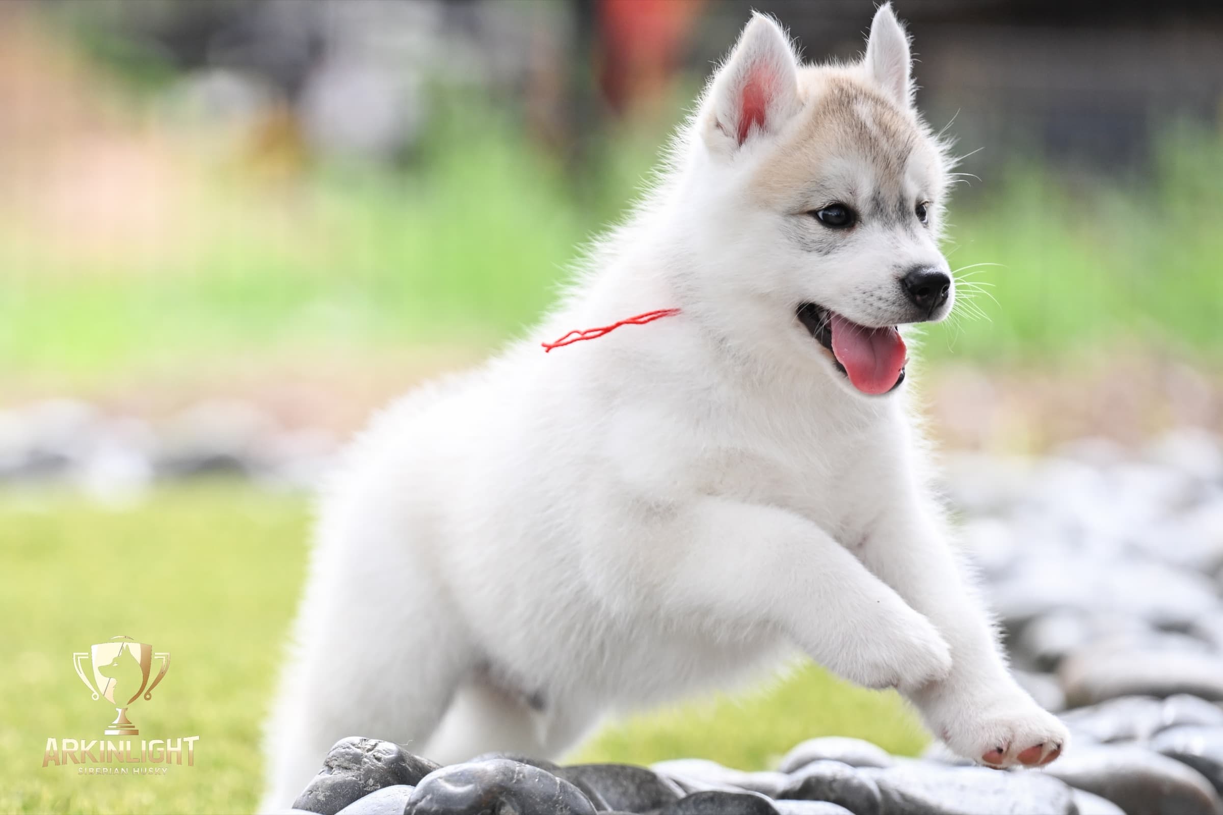 Arkinlight's Radiant Sunrise male Siberian Husky puppy outdoor photo 7