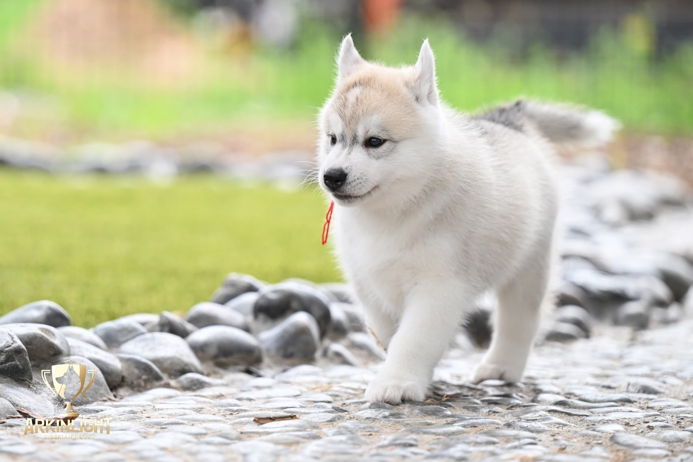 Arkinlight's Radiant Sunrise male Siberian Husky puppy outdoor photo 8