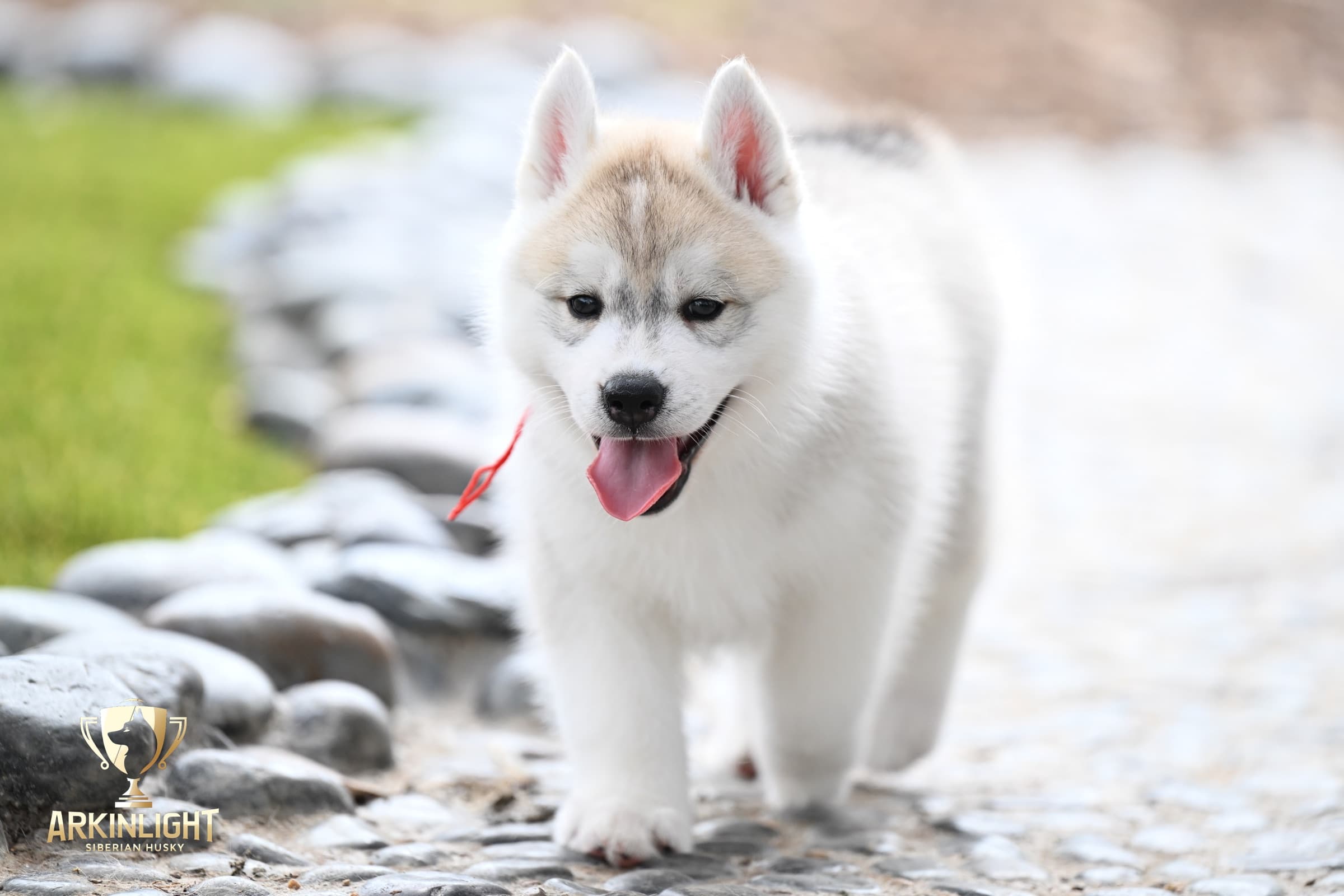 Arkinlight's Radiant Sunrise male Siberian Husky puppy outdoor photo 9