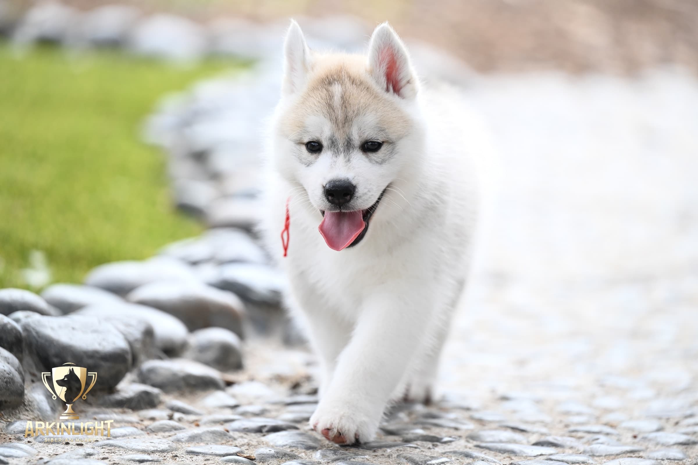 Arkinlight's Radiant Sunrise male Siberian Husky puppy outdoor photo 10