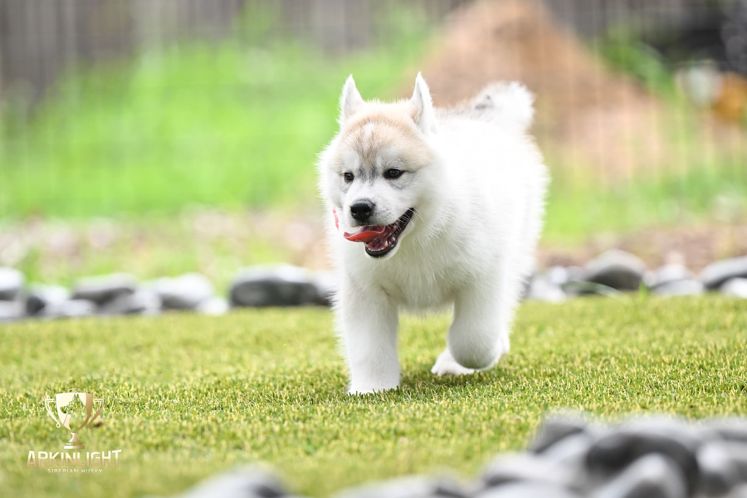 Arkinlight's Radiant Sunrise male Siberian Husky puppy outdoor photo 11