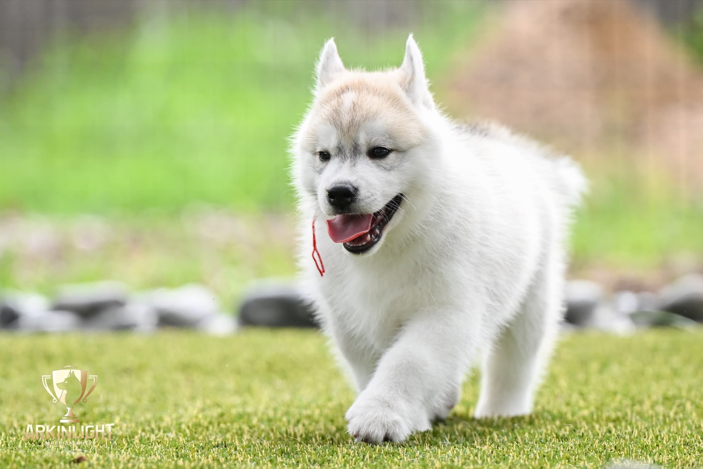 Arkinlight's Radiant Sunrise male Siberian Husky puppy outdoor photo 12