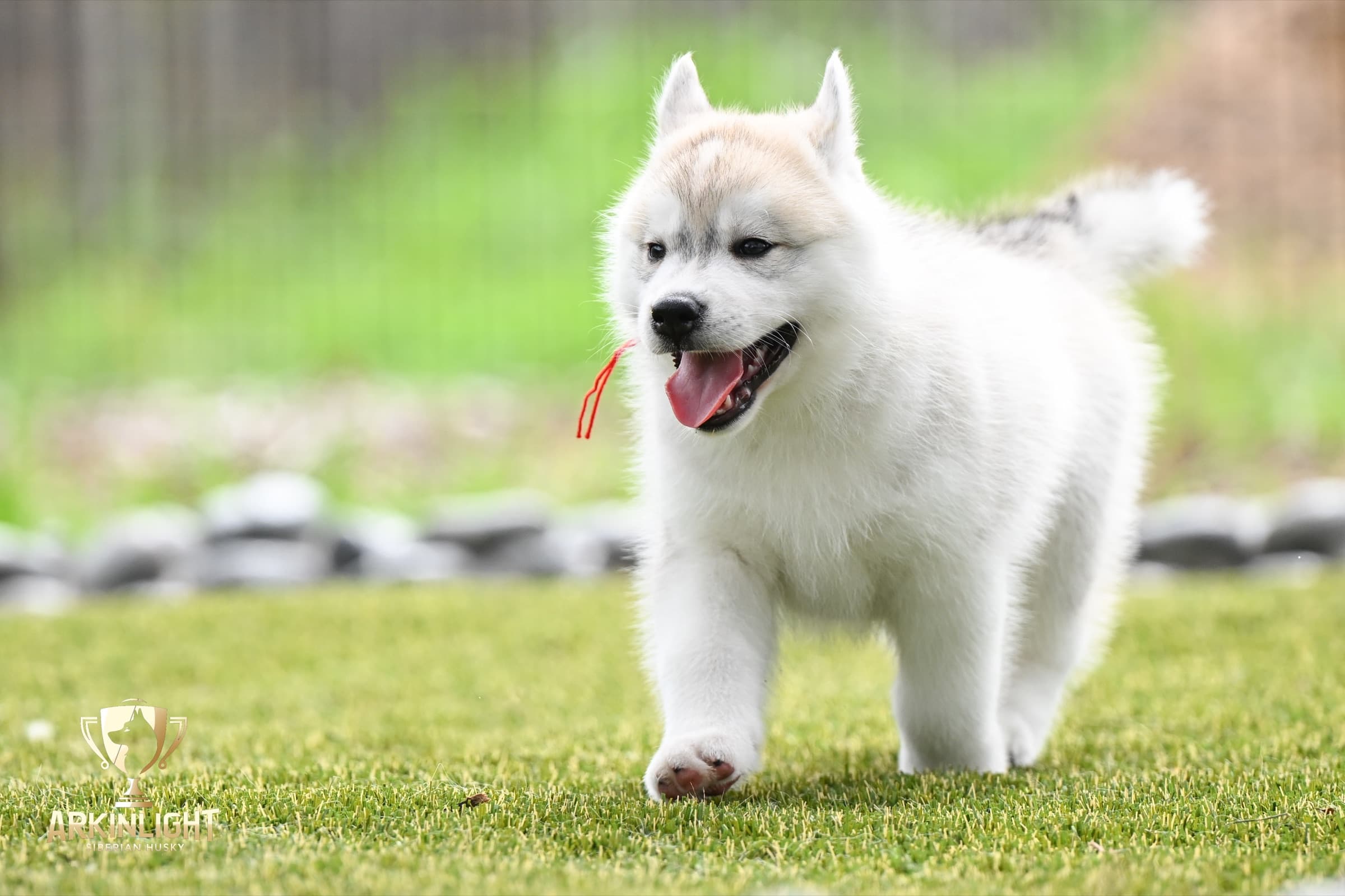 Arkinlight's Radiant Sunrise male Siberian Husky puppy outdoor photo 13