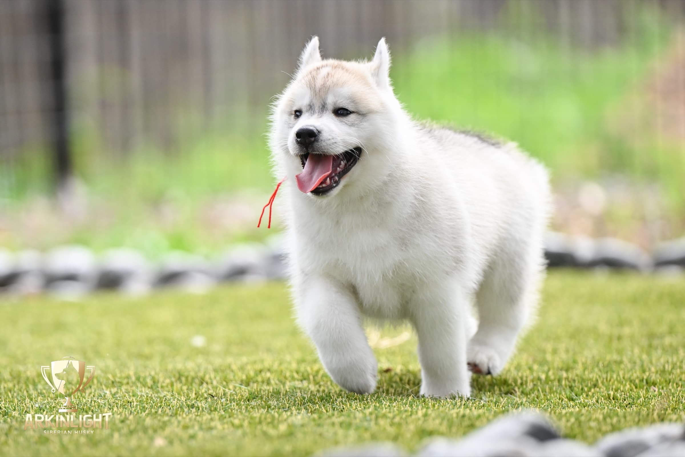 Arkinlight's Radiant Sunrise male Siberian Husky puppy outdoor photo 14