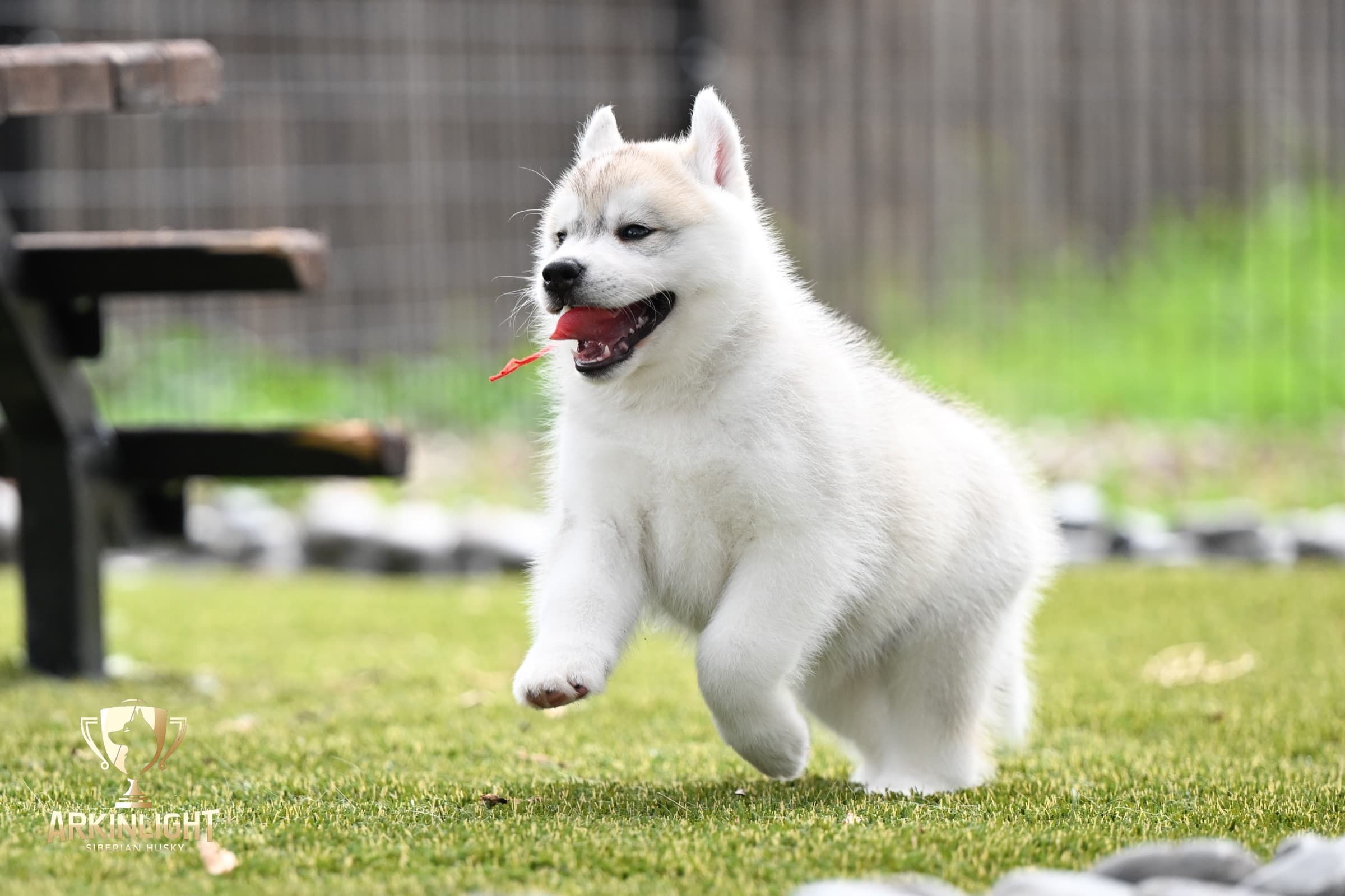 Arkinlight's Radiant Sunrise male Siberian Husky puppy outdoor photo 15