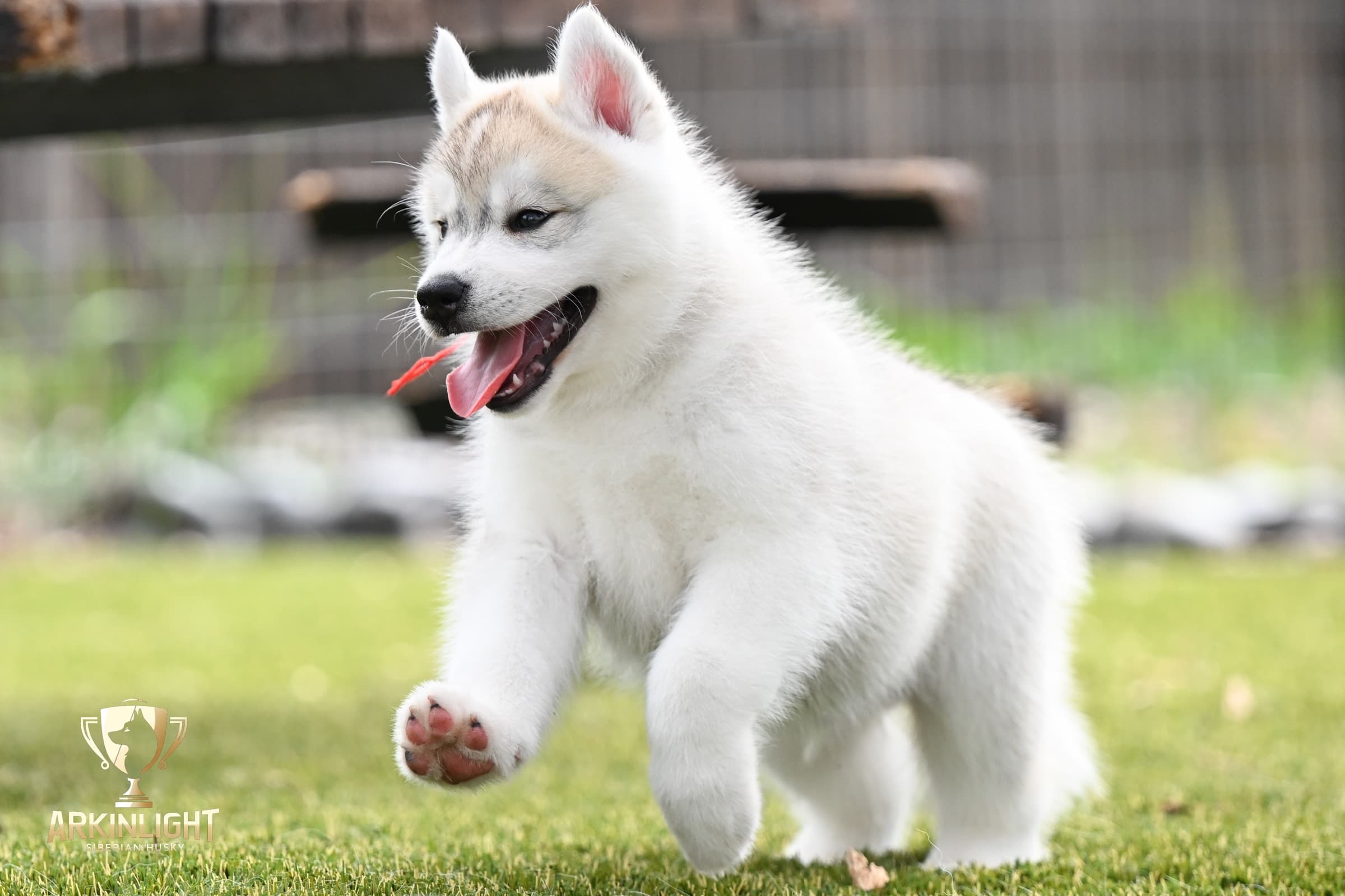 Arkinlight's Radiant Sunrise male Siberian Husky puppy outdoor photo 16
