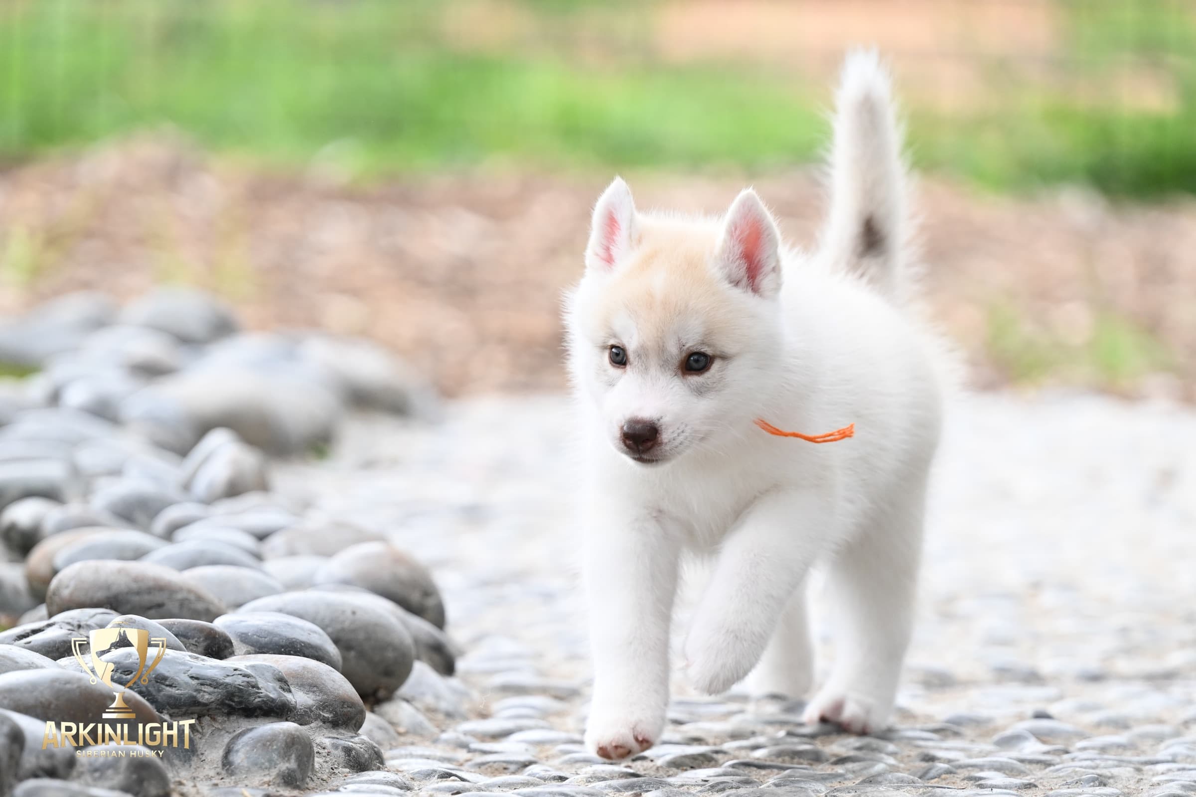 Arkinlight's Red Rose female Siberian Husky puppy outdoor photo 1