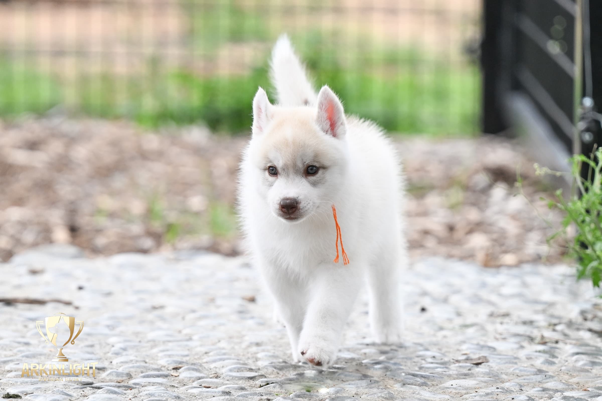 Arkinlight's Red Rose female Siberian Husky puppy outdoor photo 2