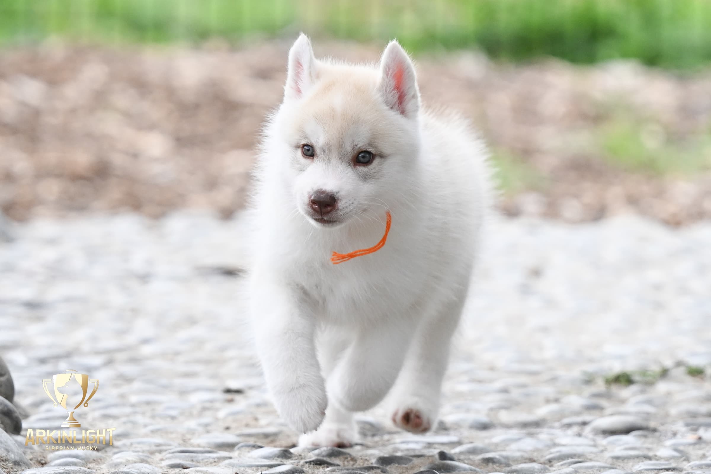 Arkinlight's Red Rose female Siberian Husky puppy outdoor photo 3