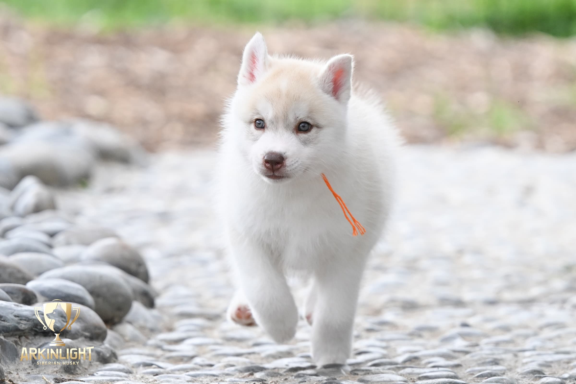 Arkinlight's Red Rose female Siberian Husky puppy outdoor photo 4