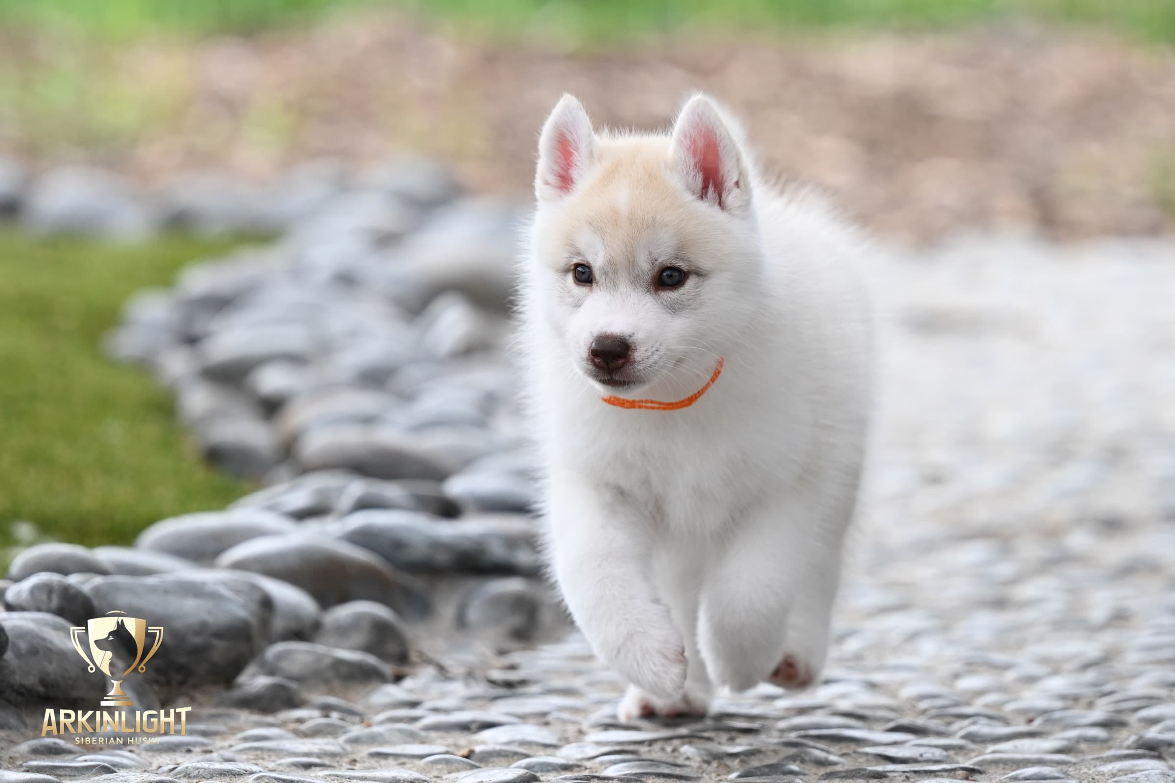 Arkinlight's Red Rose female Siberian Husky puppy outdoor photo 5