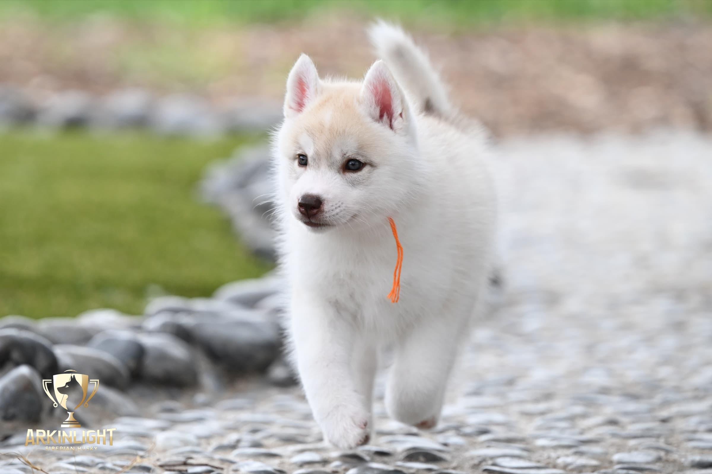 Arkinlight's Red Rose female Siberian Husky puppy outdoor photo 6