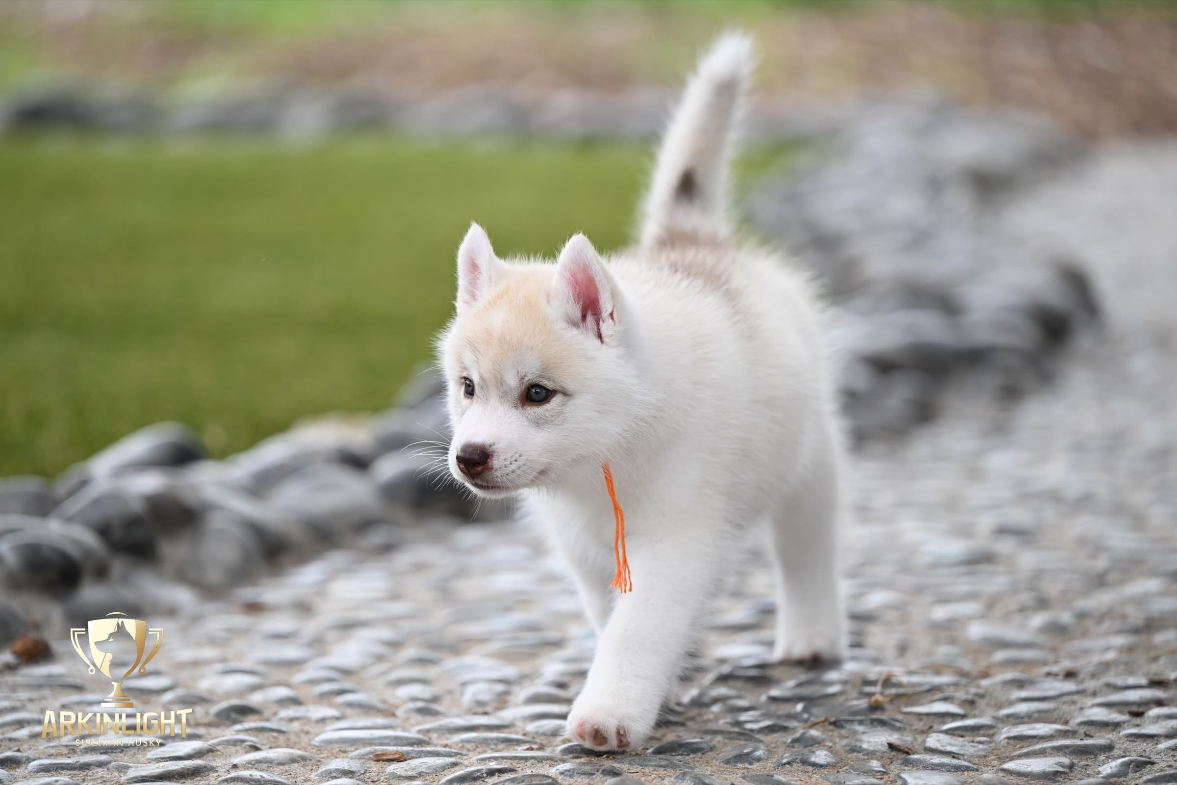 Arkinlight's Red Rose female Siberian Husky puppy outdoor photo 7