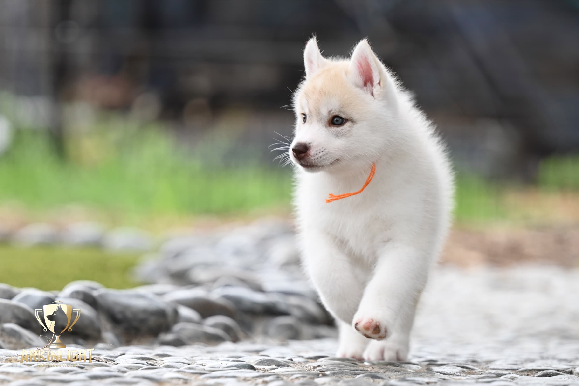 Arkinlight's Red Rose female Siberian Husky puppy outdoor photo 8