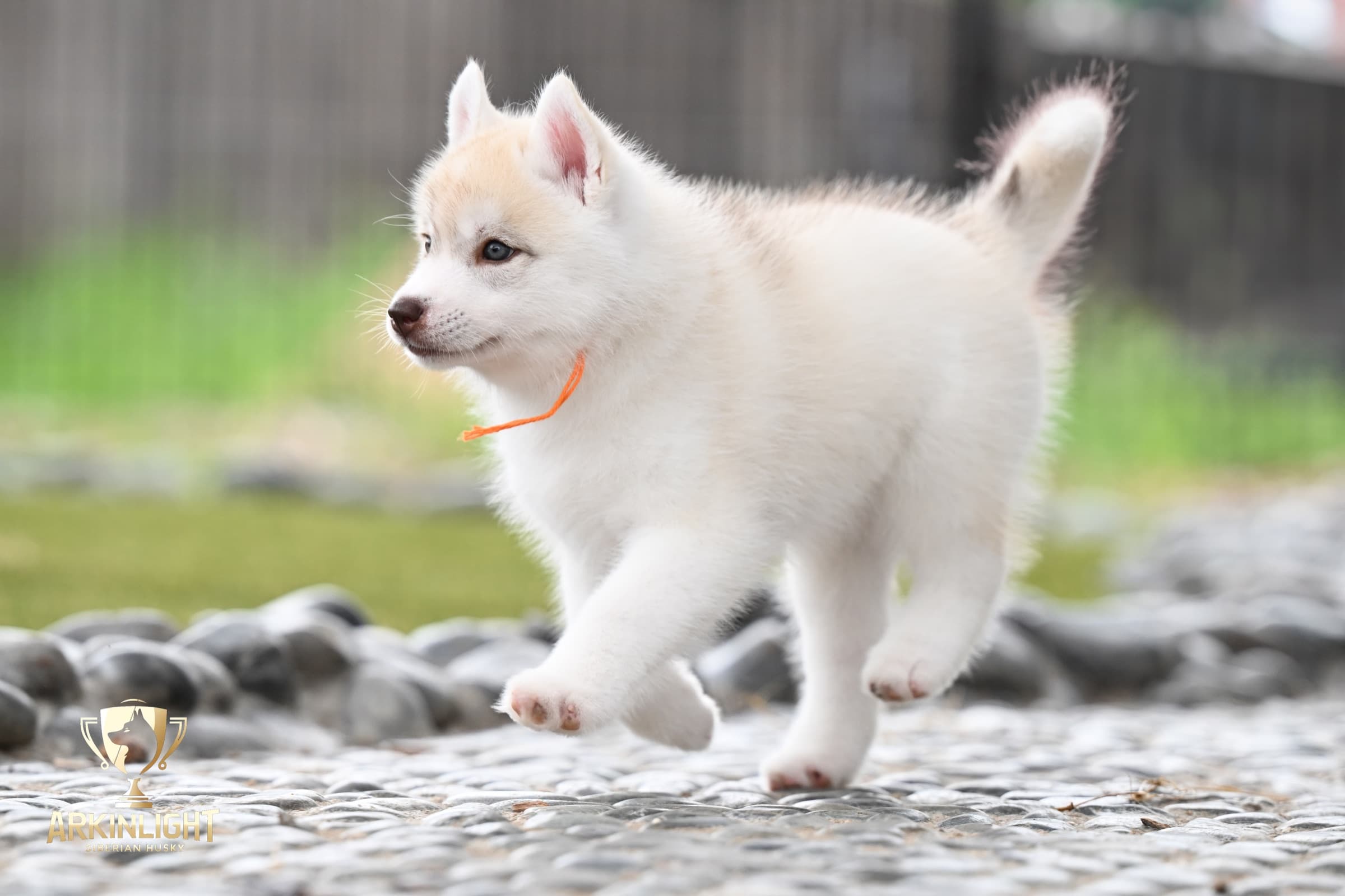 Arkinlight's Red Rose female Siberian Husky puppy outdoor photo 9