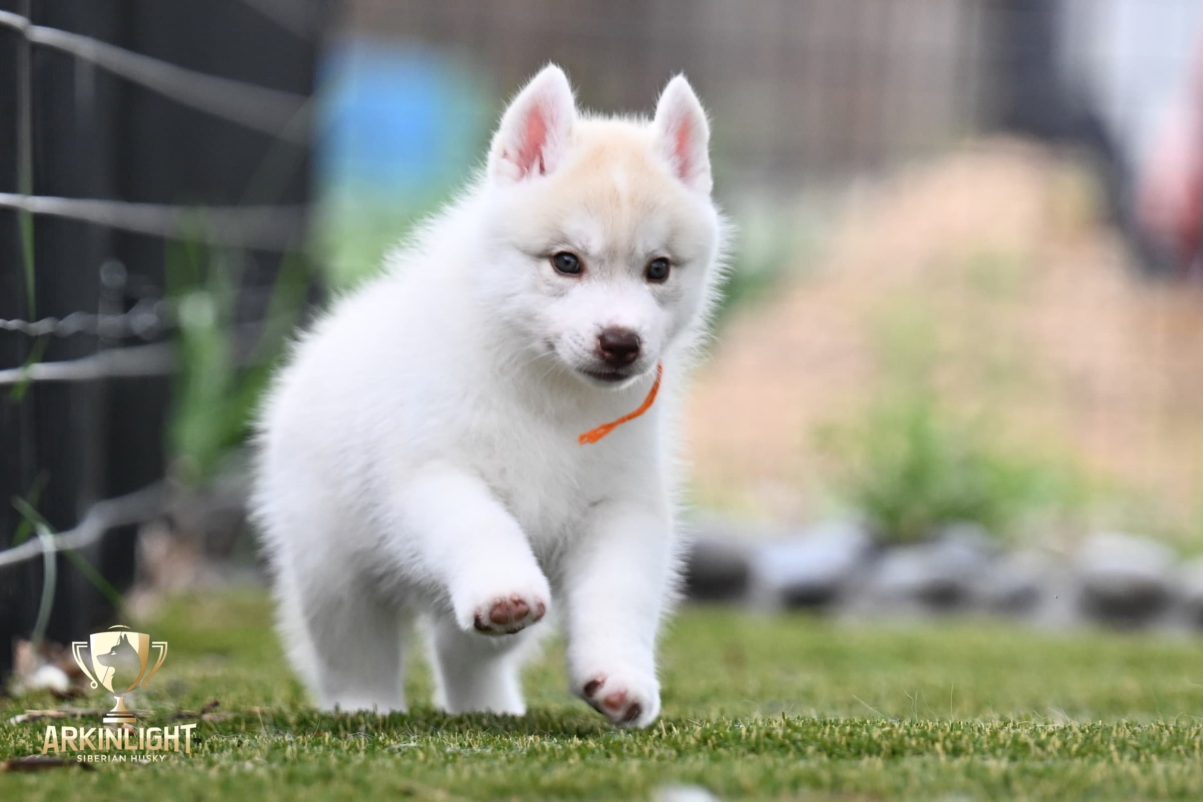Arkinlight's Red Rose female Siberian Husky puppy outdoor photo 10